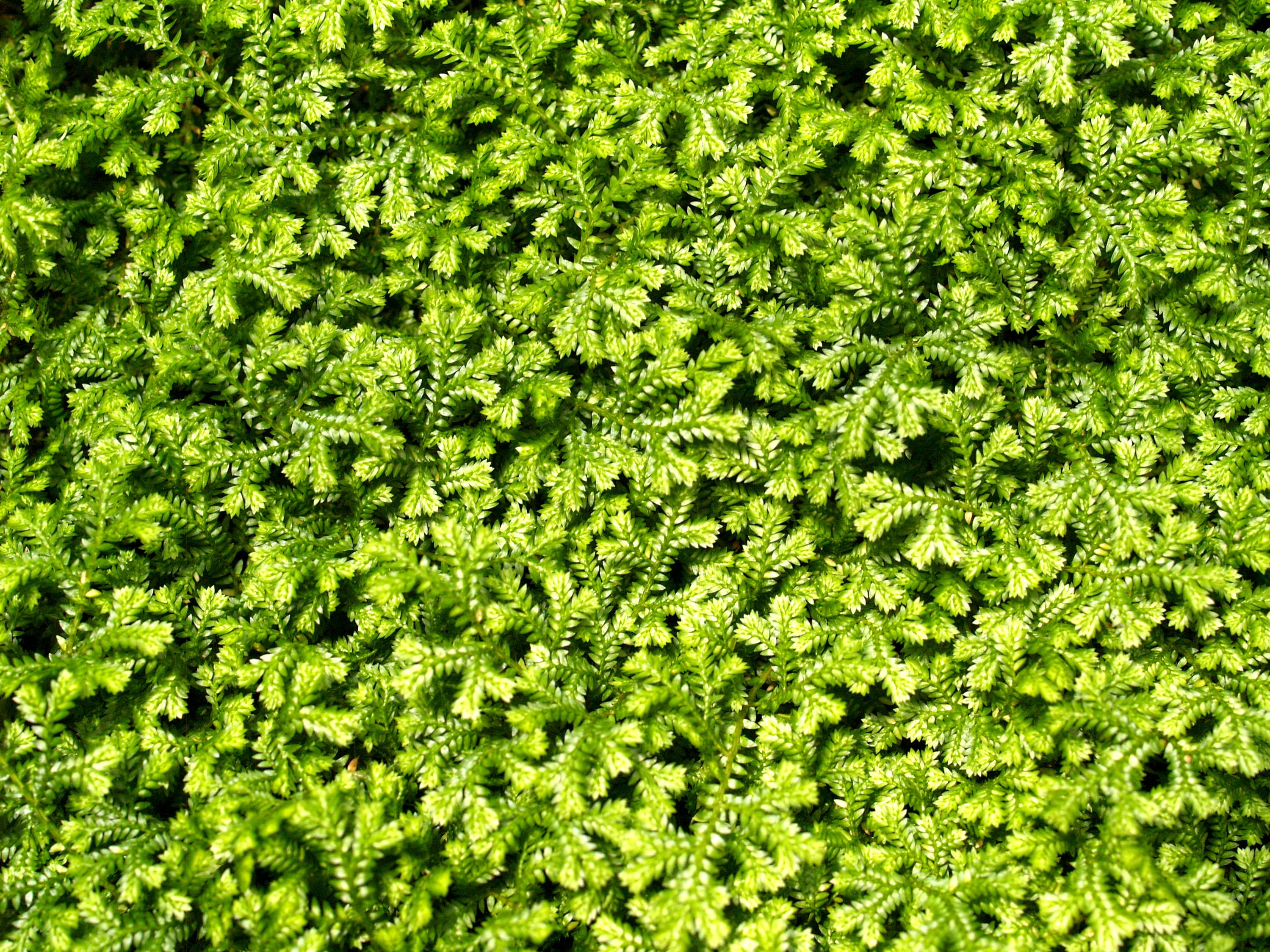 background, bright, close, close up, close up leaf, close-up