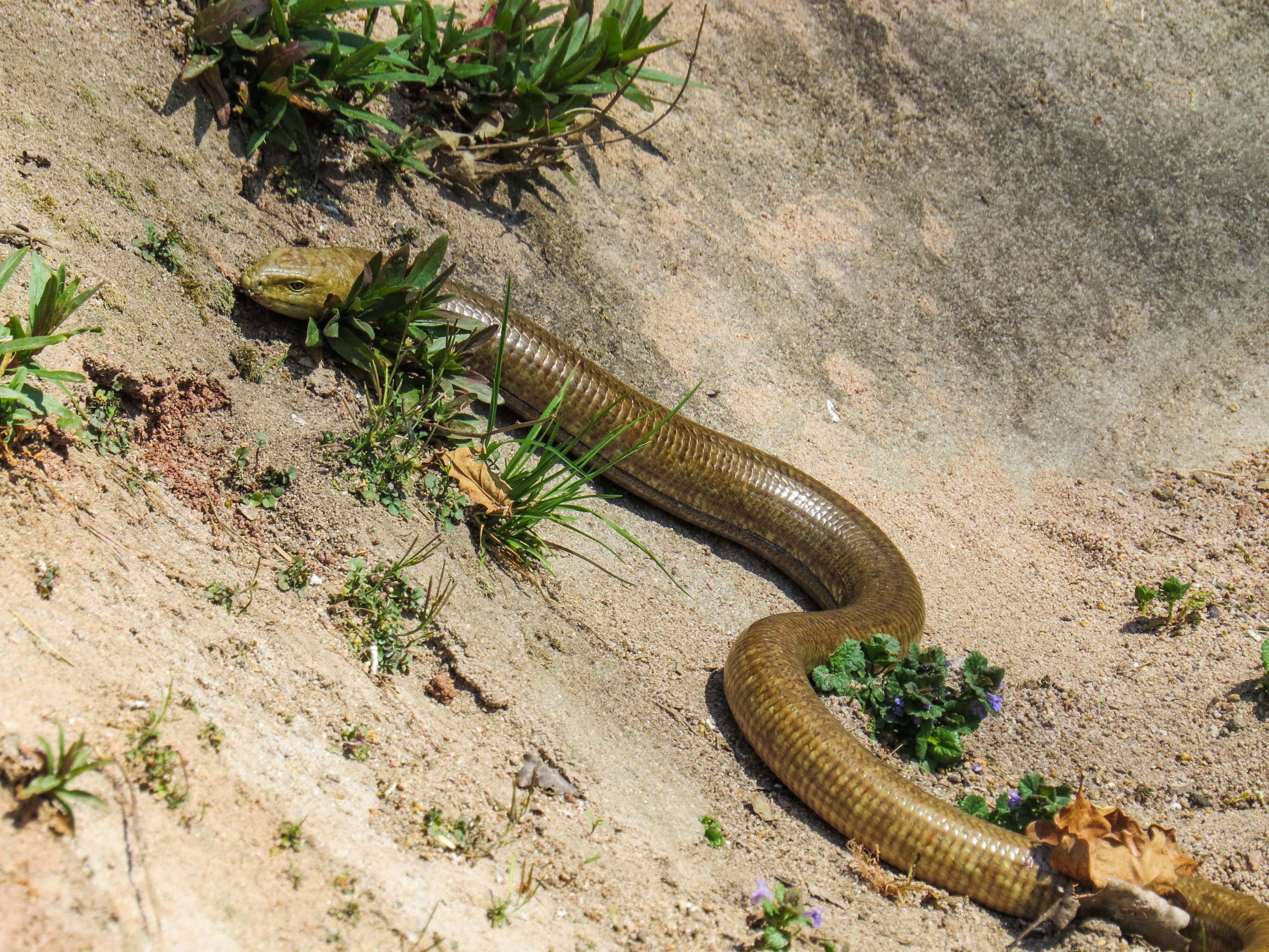 snake, lizard, crawl, scale, hunt, plant, high angle view, nature