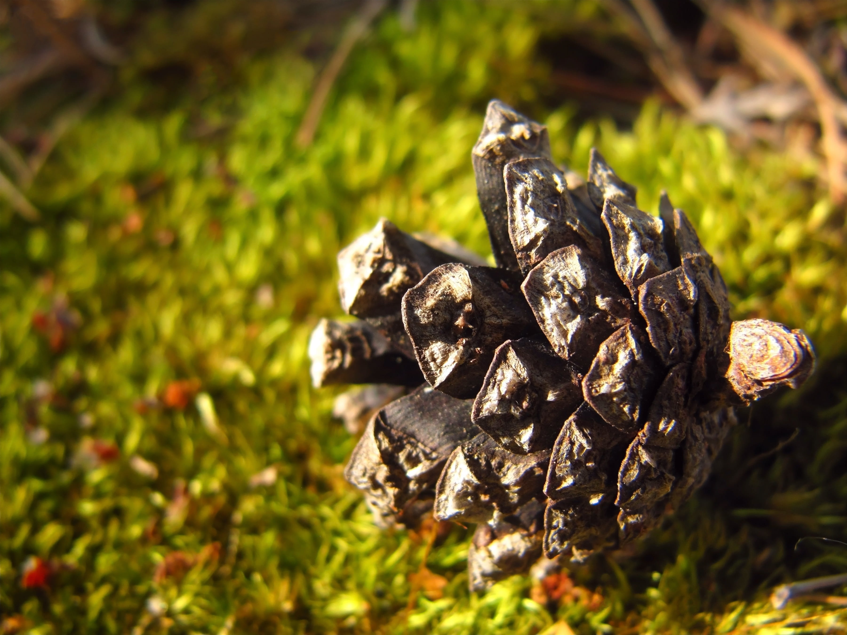 black pinecone on green grass, pine cone, conifer cone, macro