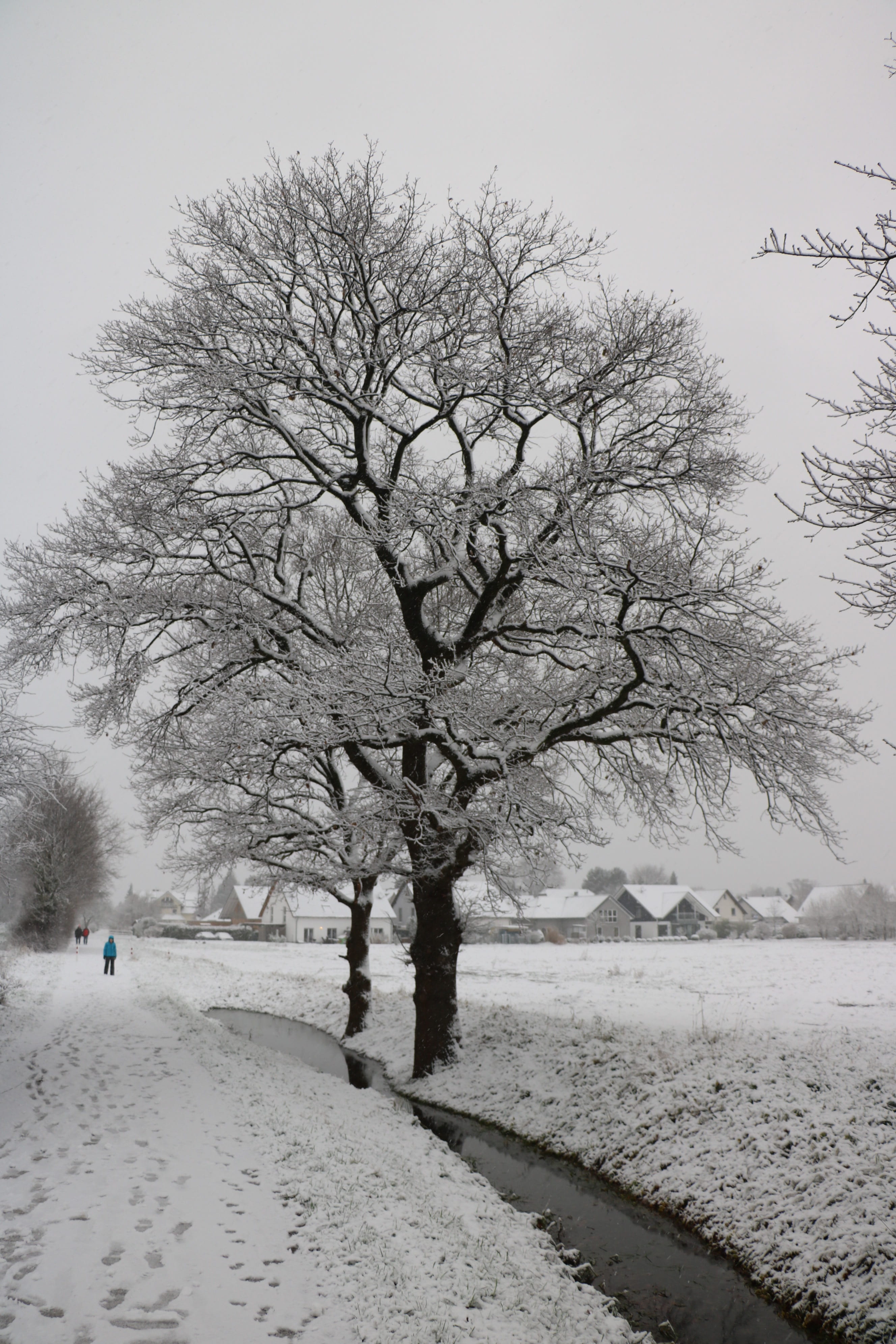 tree, snow, winter, wintry, oak, water, dig, nature, cold temperature