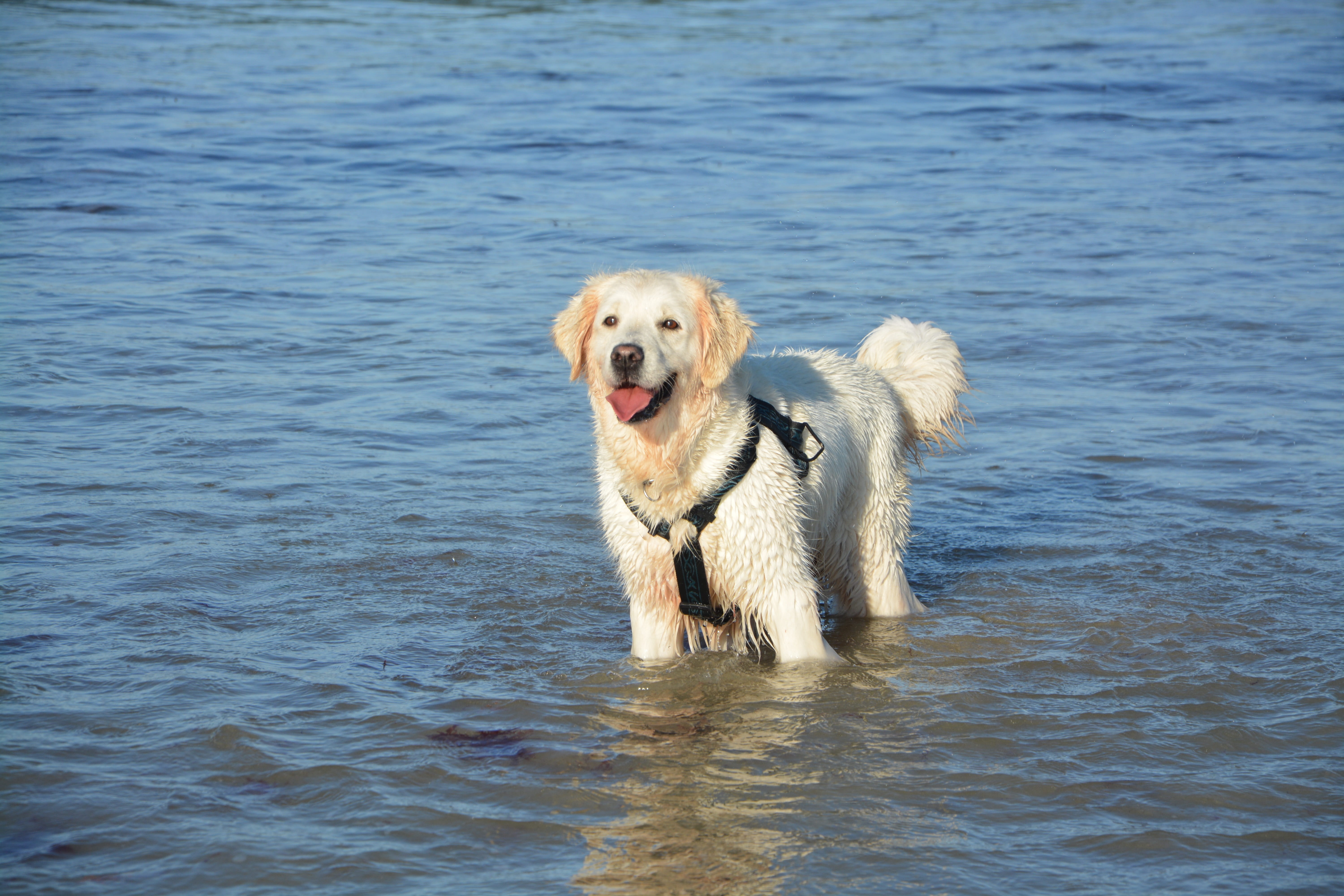 Free download | HD wallpaper: golden retriever on water at daytime, dog ...