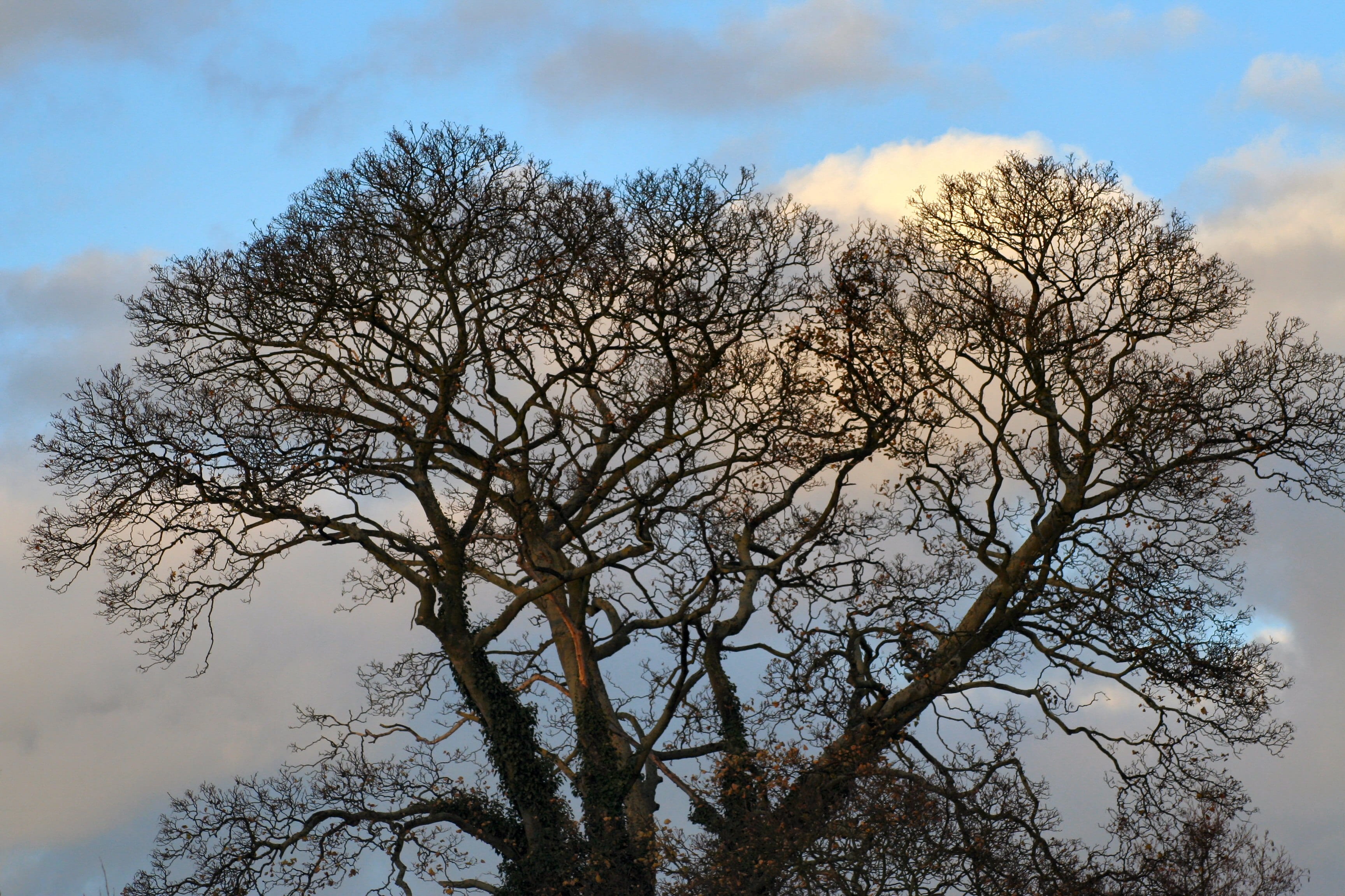 tree, sky, nature, background, texture, plant, cloud - sky