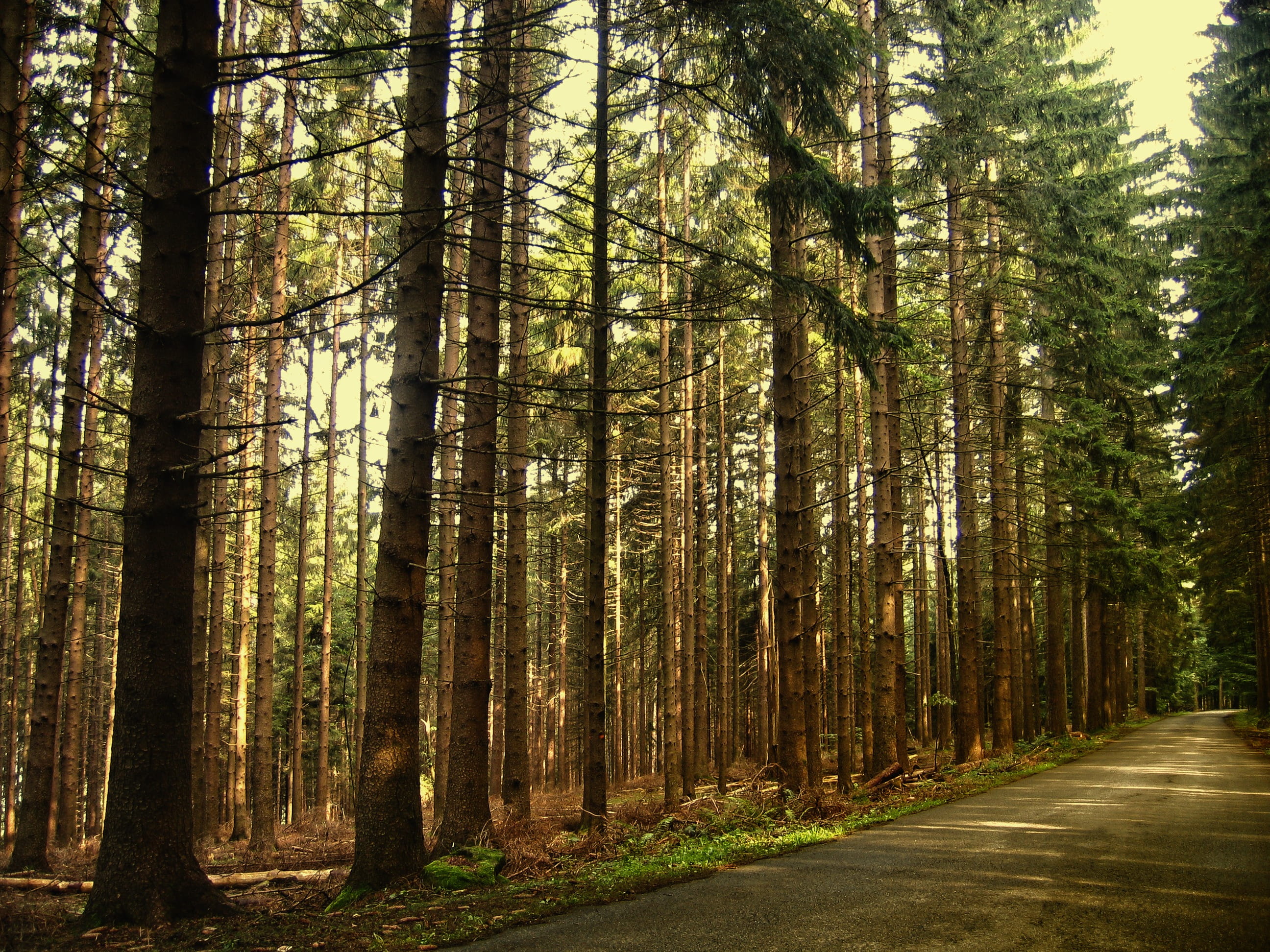 landscape shot of trees near road during daytime, forest, firs