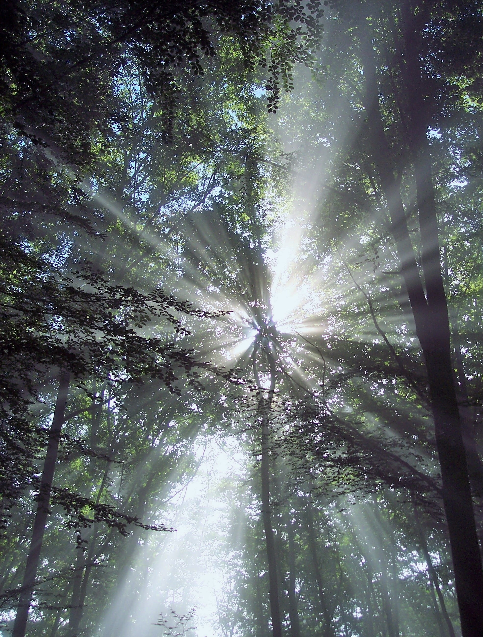 Sunbeam, Trees, Rays, Atmosphere, Mood, nature, forest, low angle view