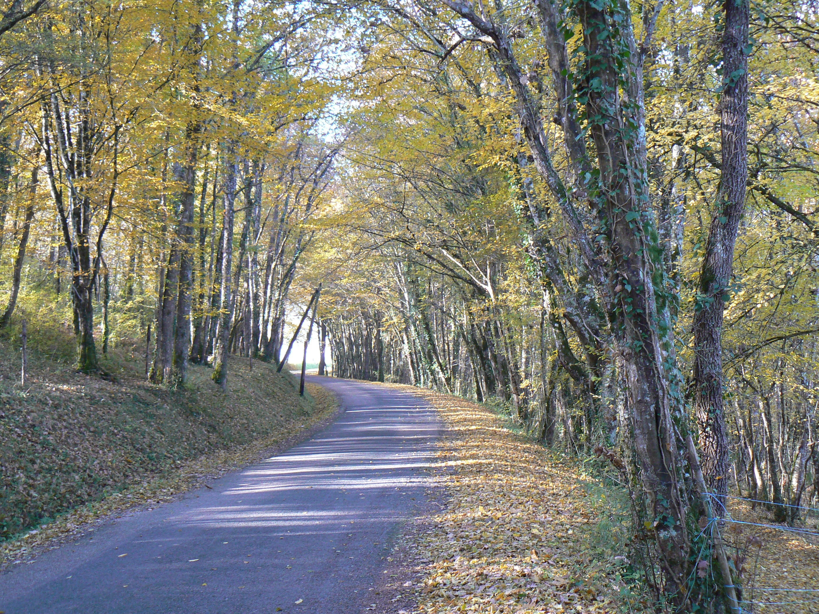 landscape, fall, road, path, tree, plant, the way forward, direction