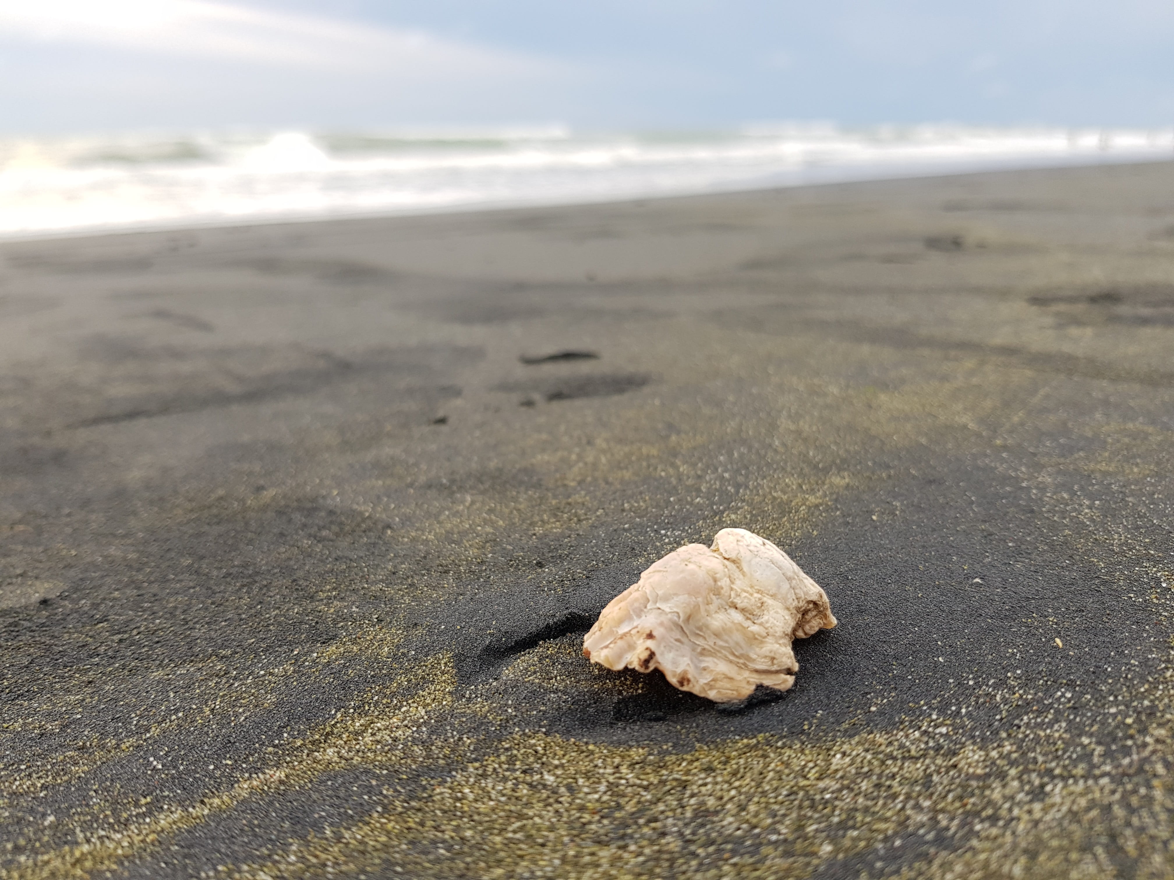shell, beach, sea shell, land, sand, nature, day, tranquility