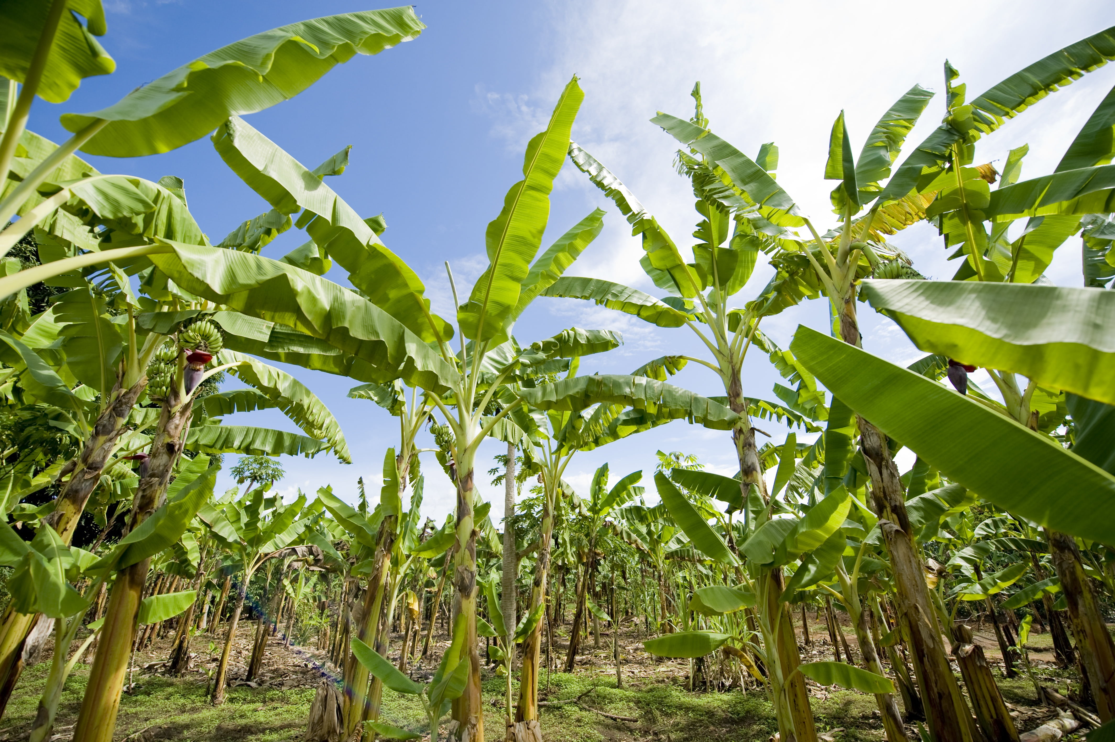 green banana tree at daytime, banana plantation, africa, agriculture