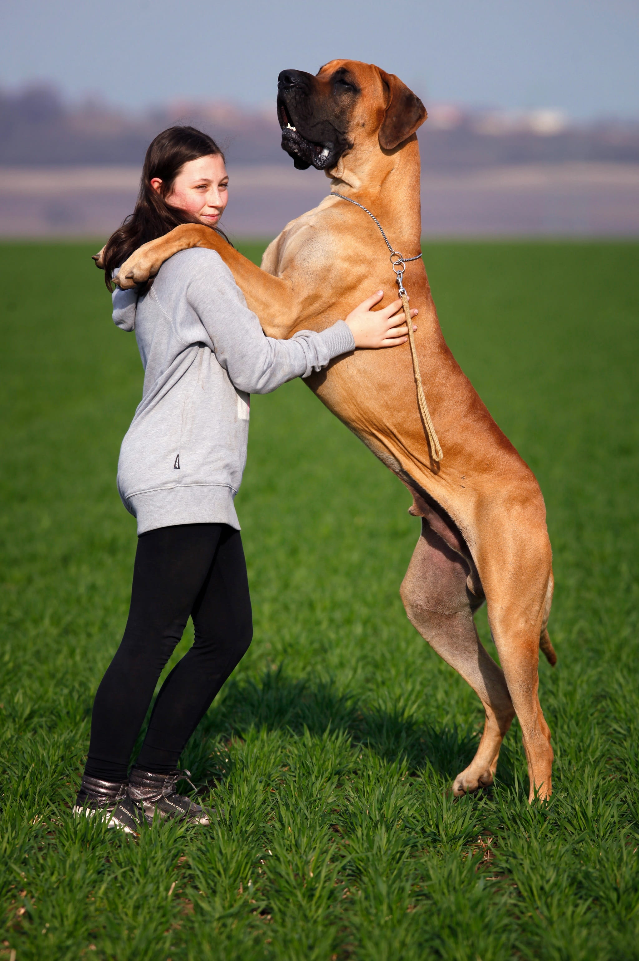 large size dog standing on woman wearing gray pullover hoodie on green open field at daytime
