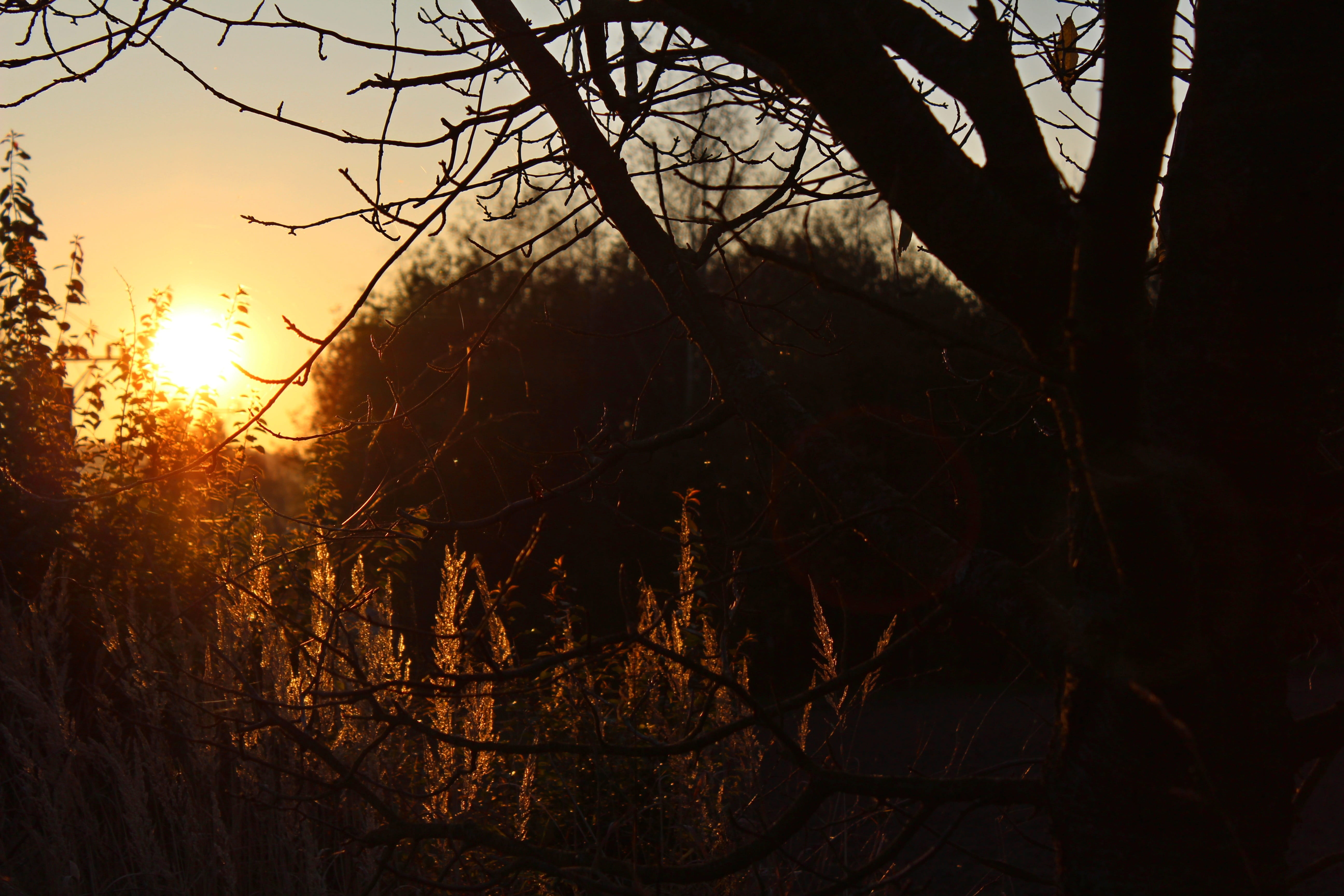 Sunset, Field, Meadow, Nature, Sky, forests, landscape, tree