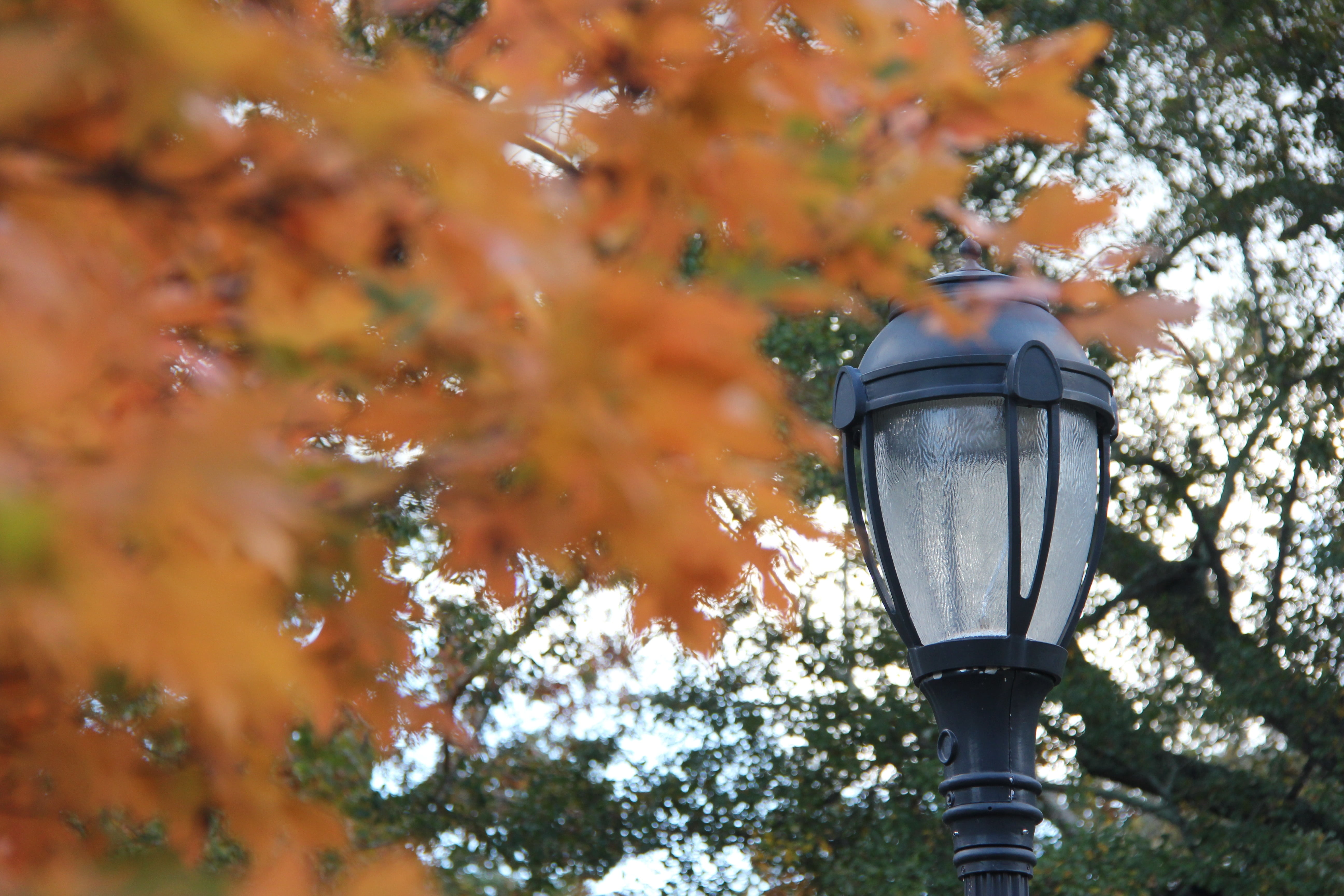 fall, leaves, co, autumn, fall leaves background, orange, maple