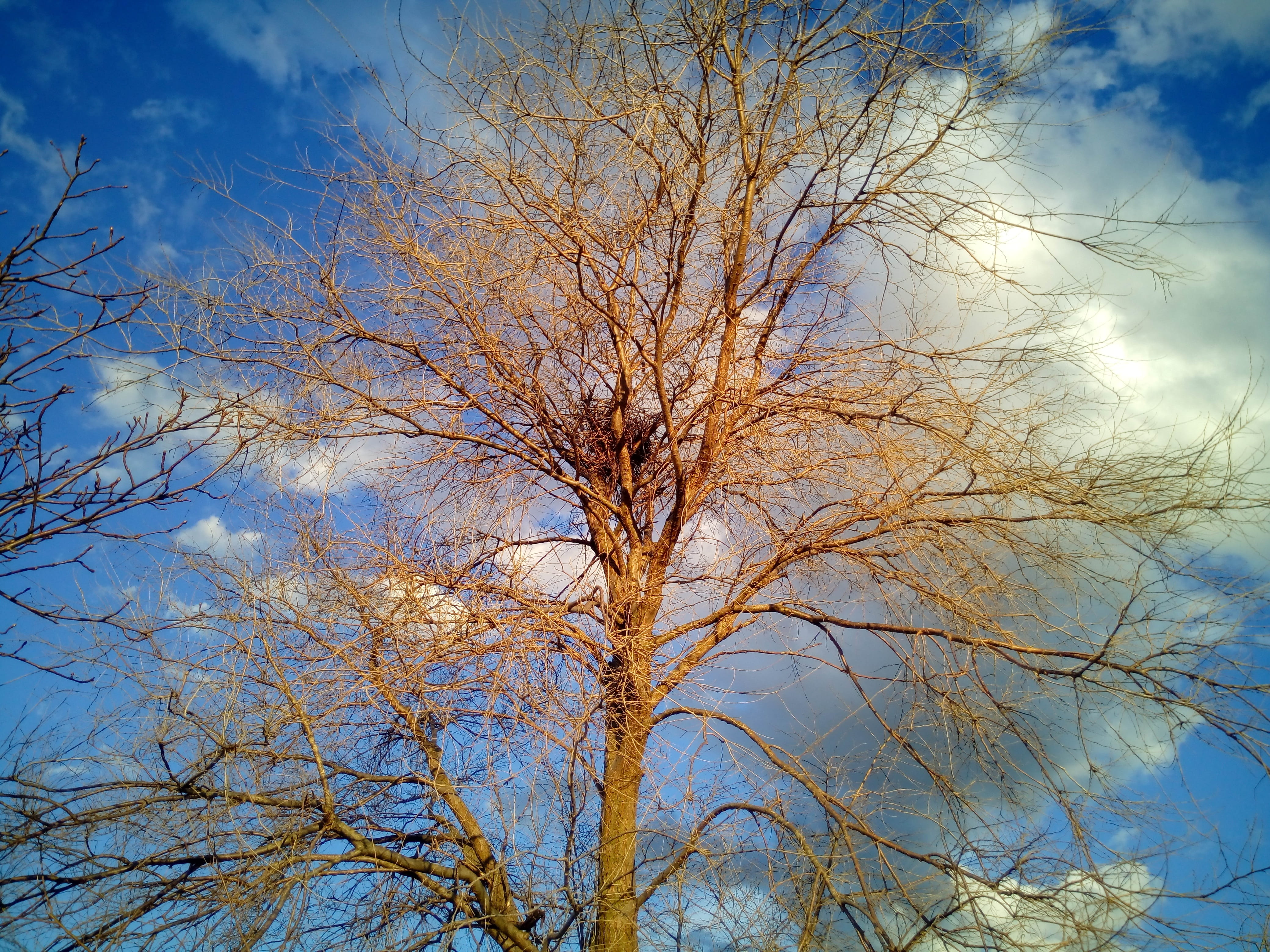 Tree, Clouds, Sunset, Nature, trees, sky, winter, branches