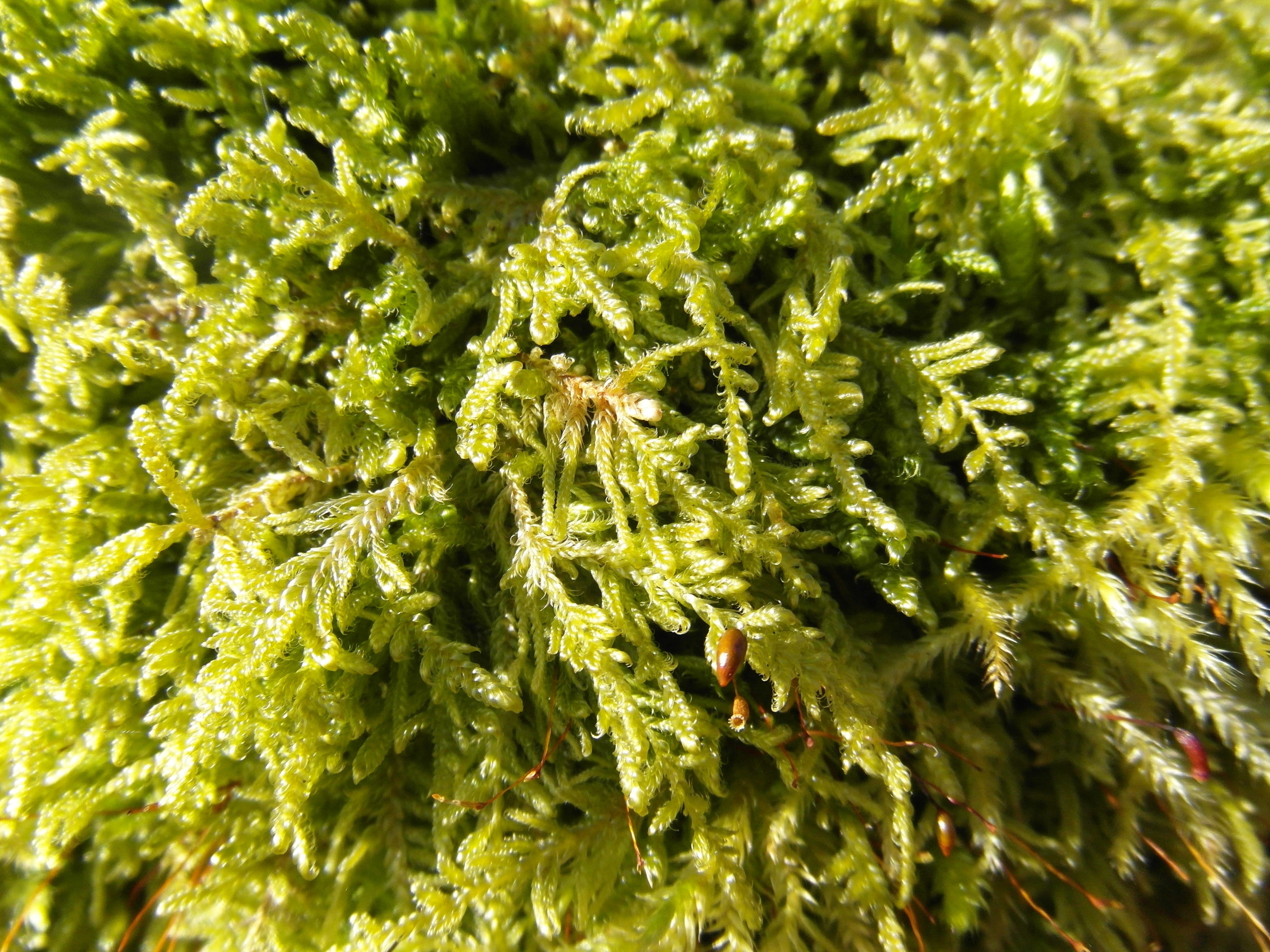 moss, green, forest, winter, background, texture, structure