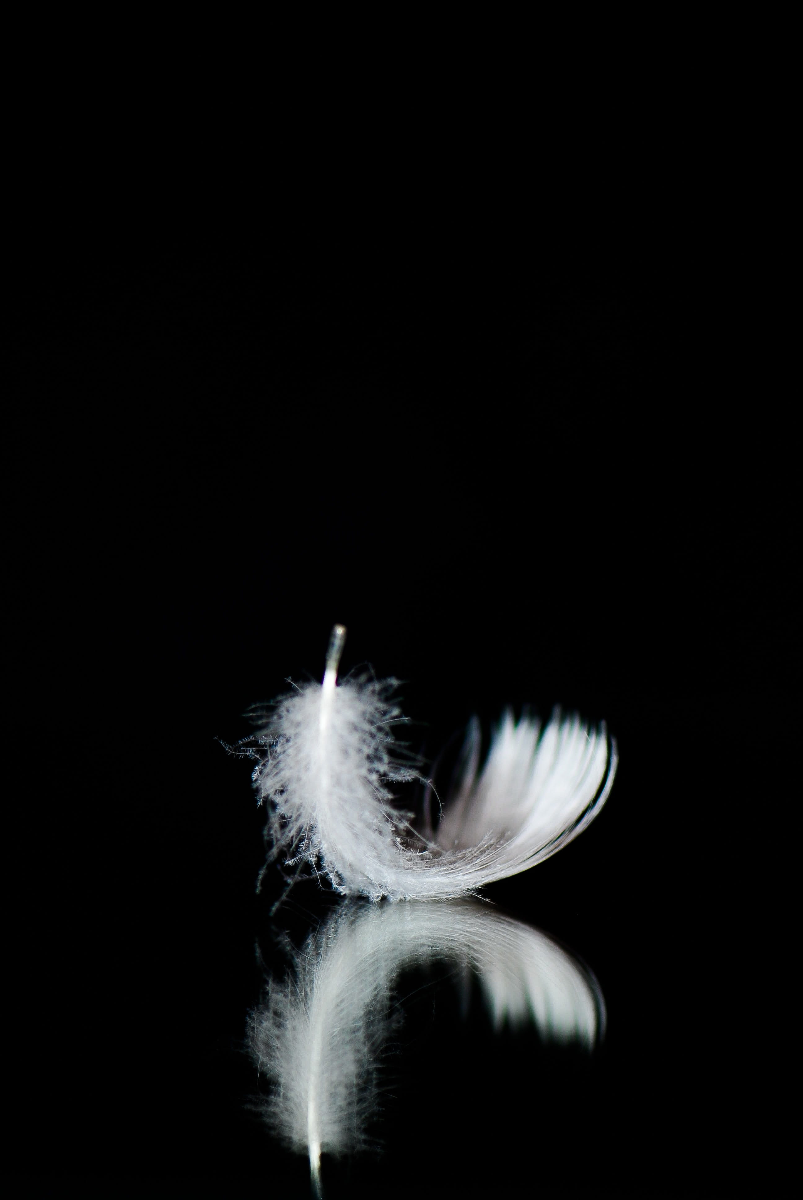 macro photography of white feather, minimal, nero, black background
