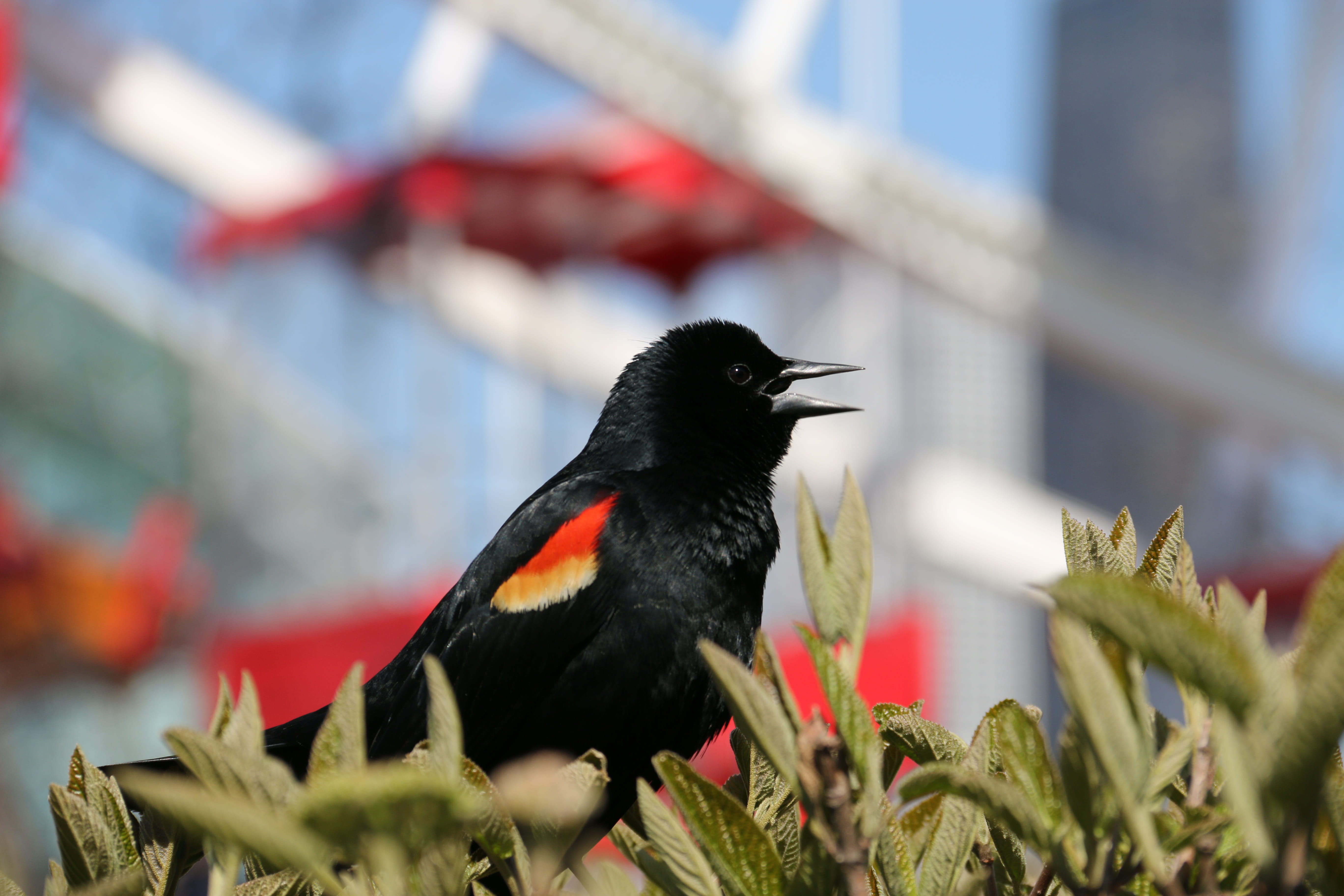 red-winged blackbird, sparrow bird, germany-flag bird, chicago