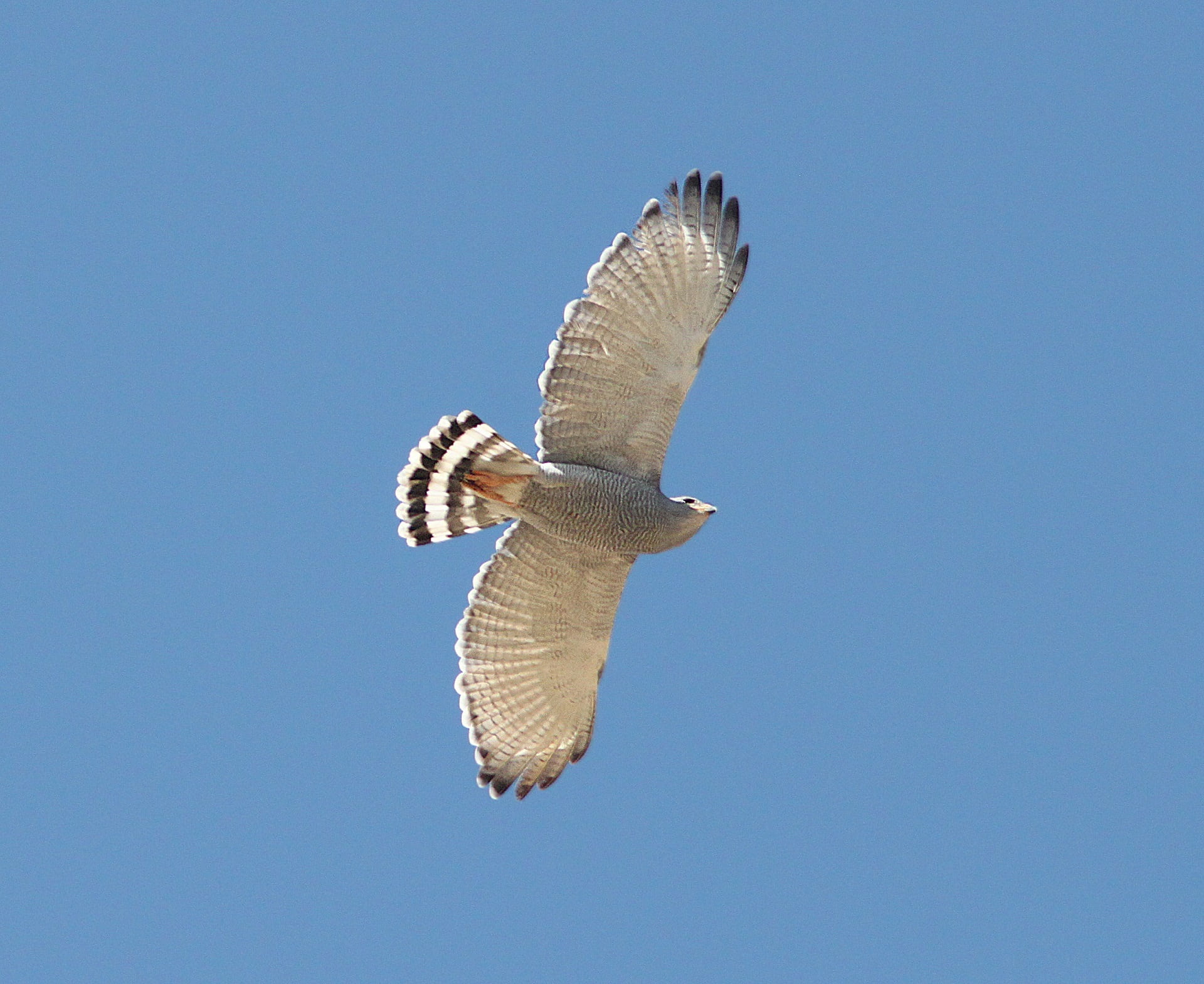 flying white bird, gray hawk, raptor, wild, wildlife, nature