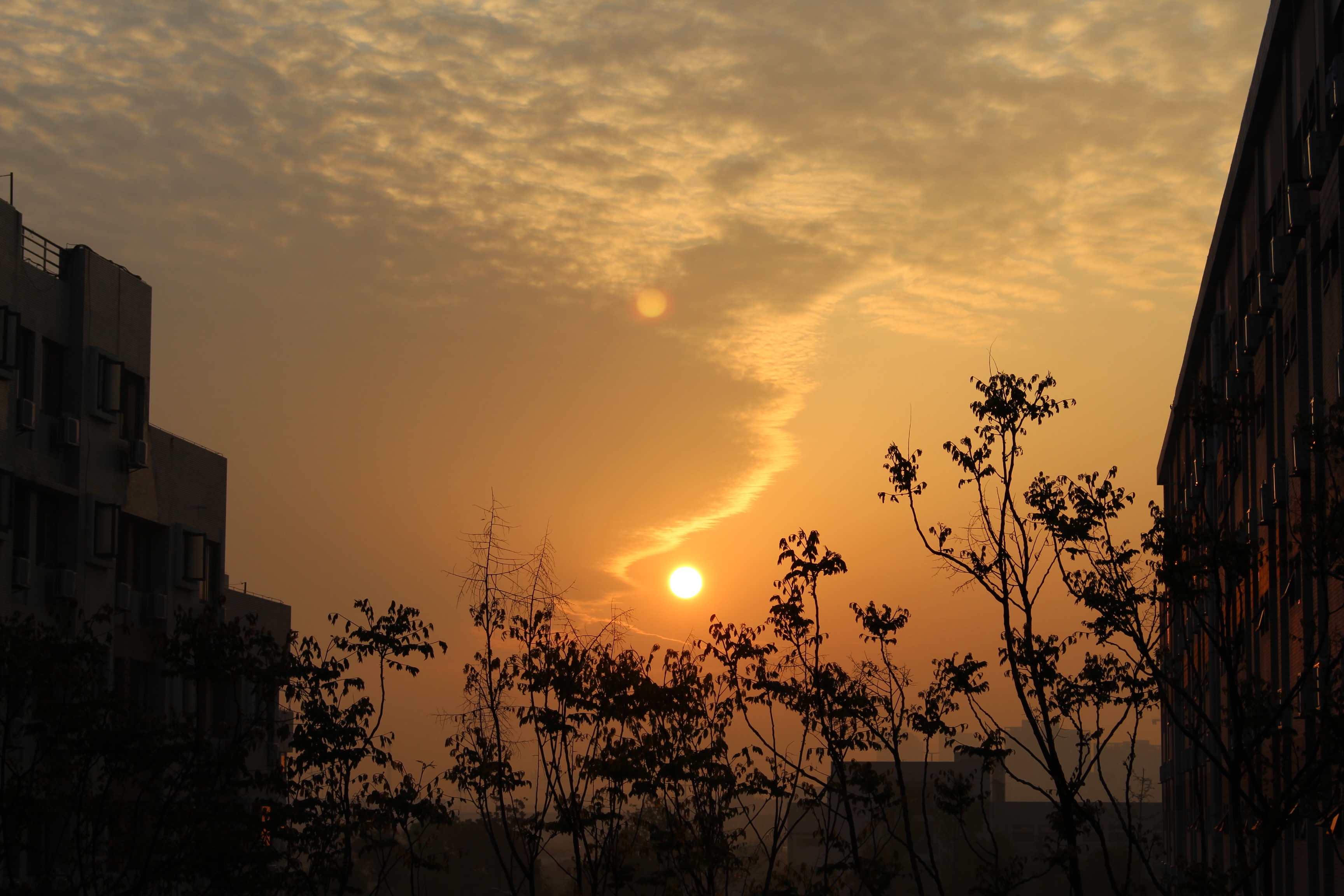 sunset, sky, cloud, cloud - sky, orange color, tree, plant