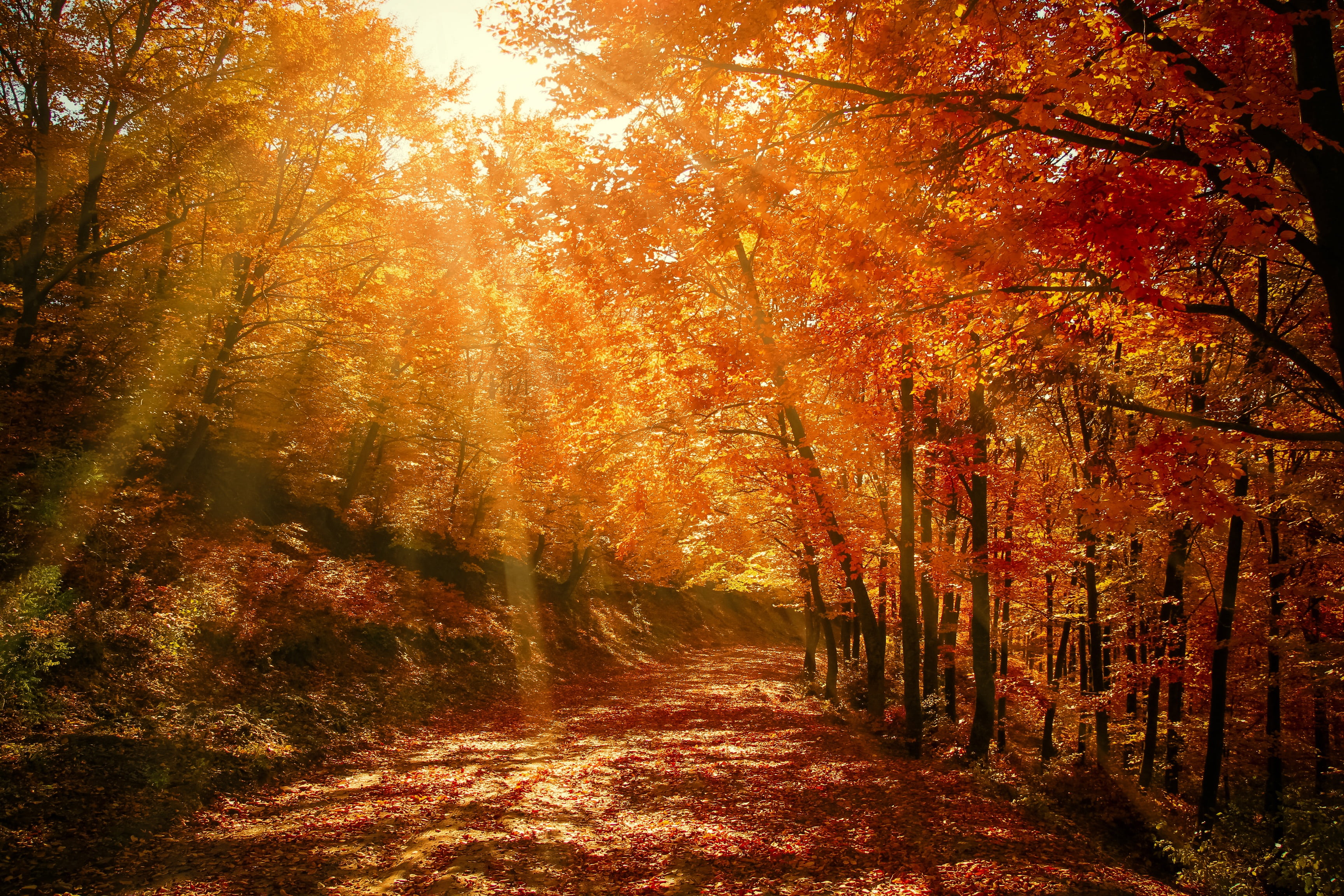 pathway between trees, forest, red, autumn, fall, nature, road