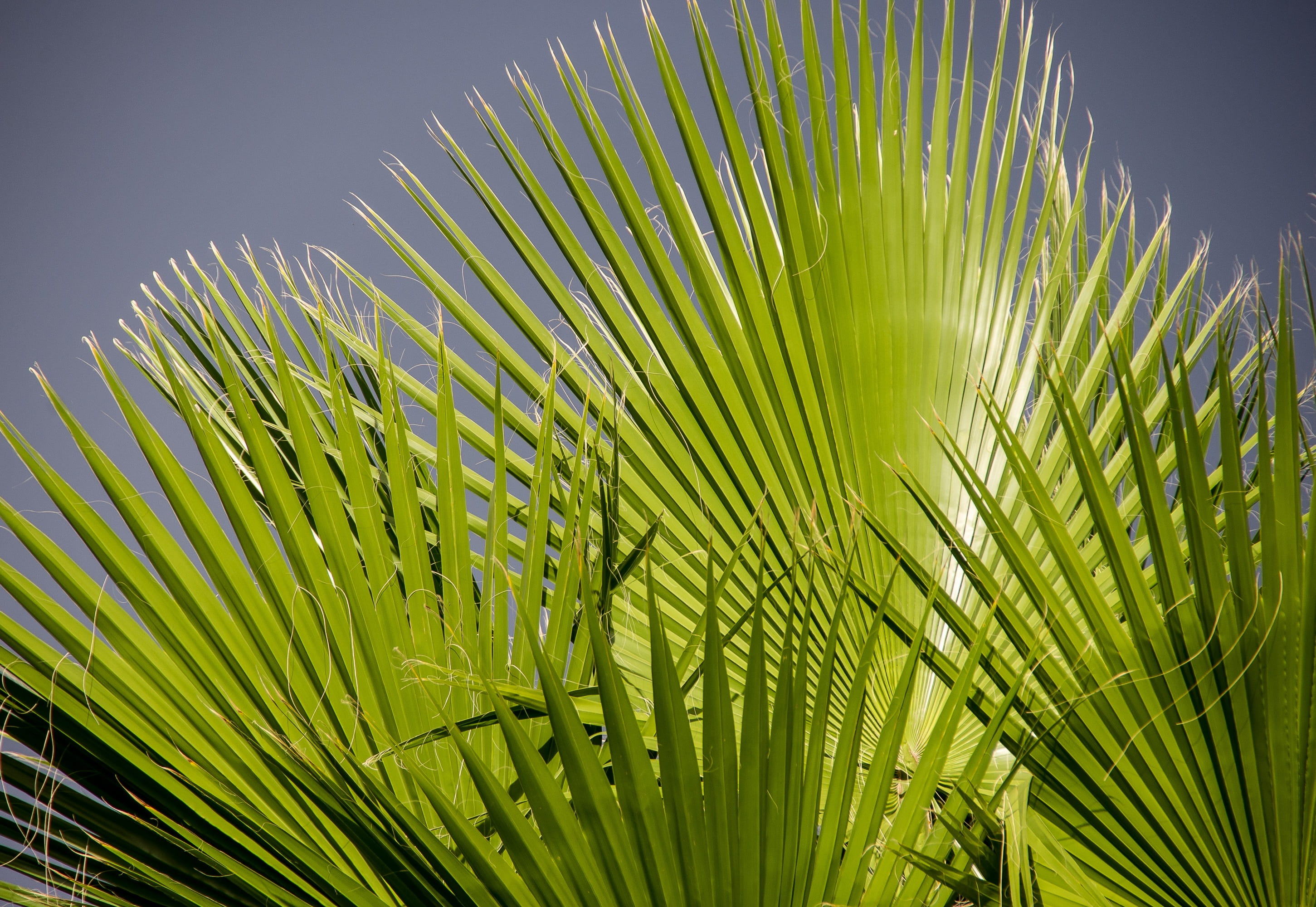 fronds, palm, leaf, green, foliage, pattern, tropical, palm leaf