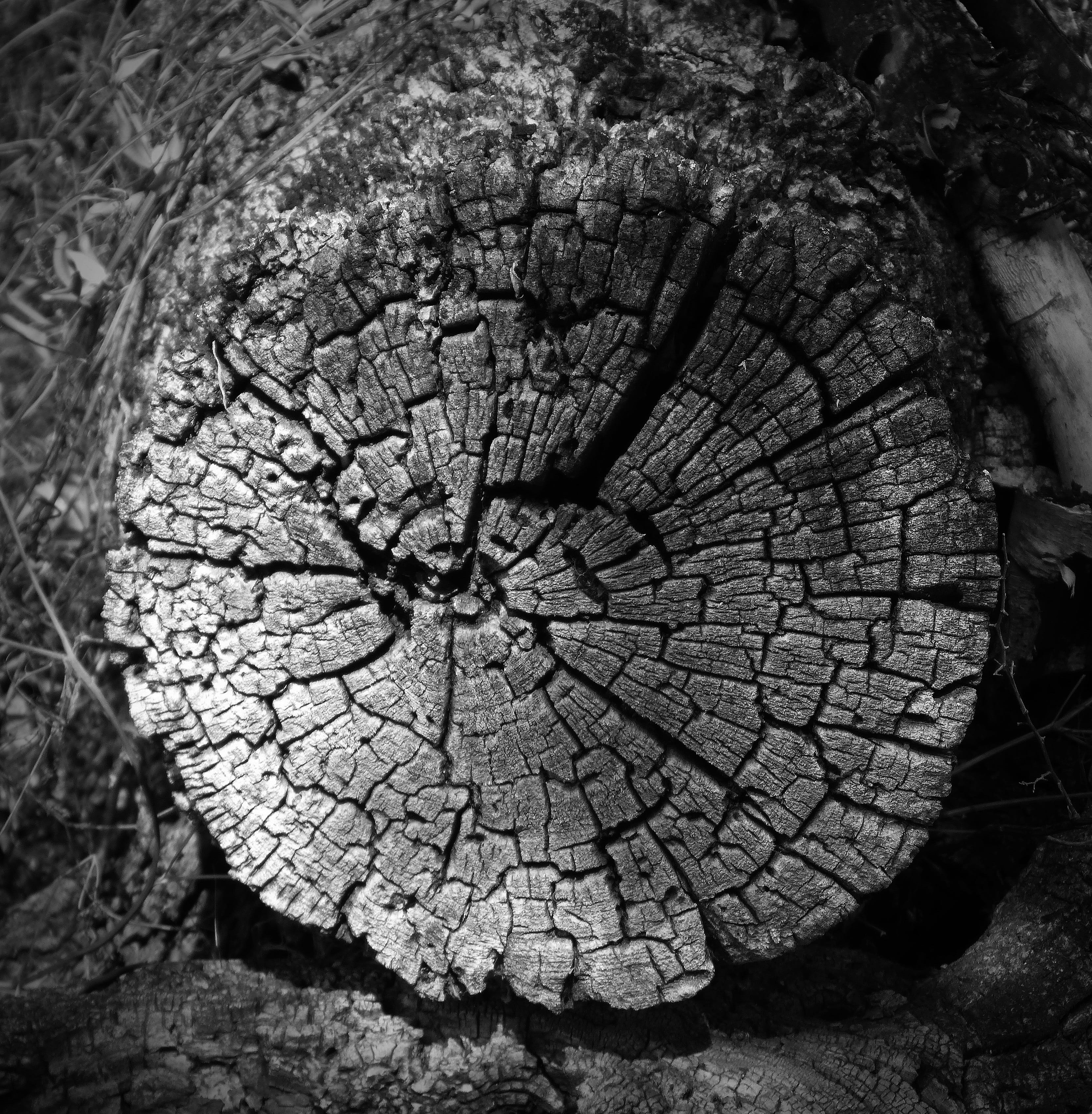 Trunk, Old, Cross-Section, worn, texture, rings, tree ring