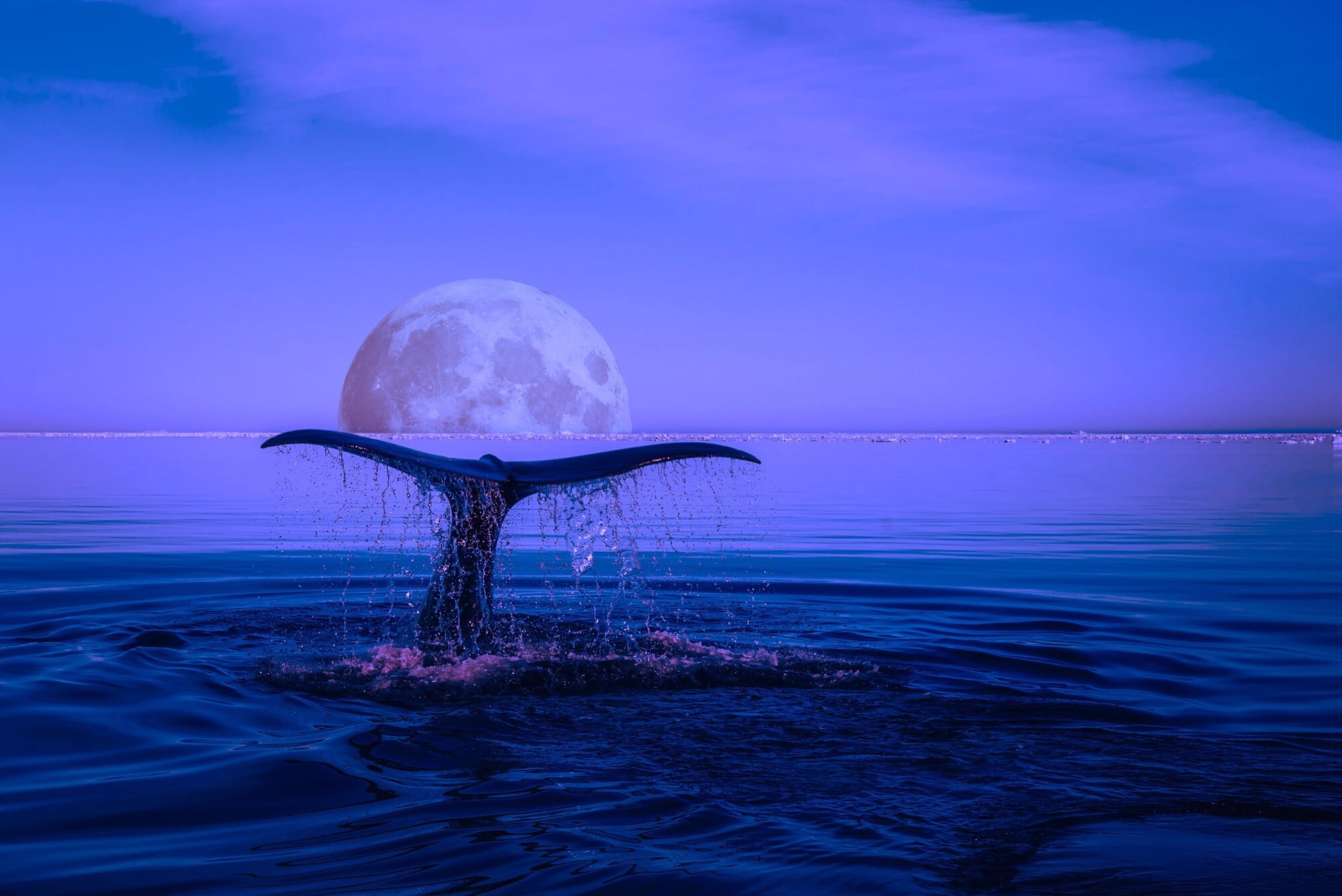photo of whale tail during nighttime, breaching, marine life