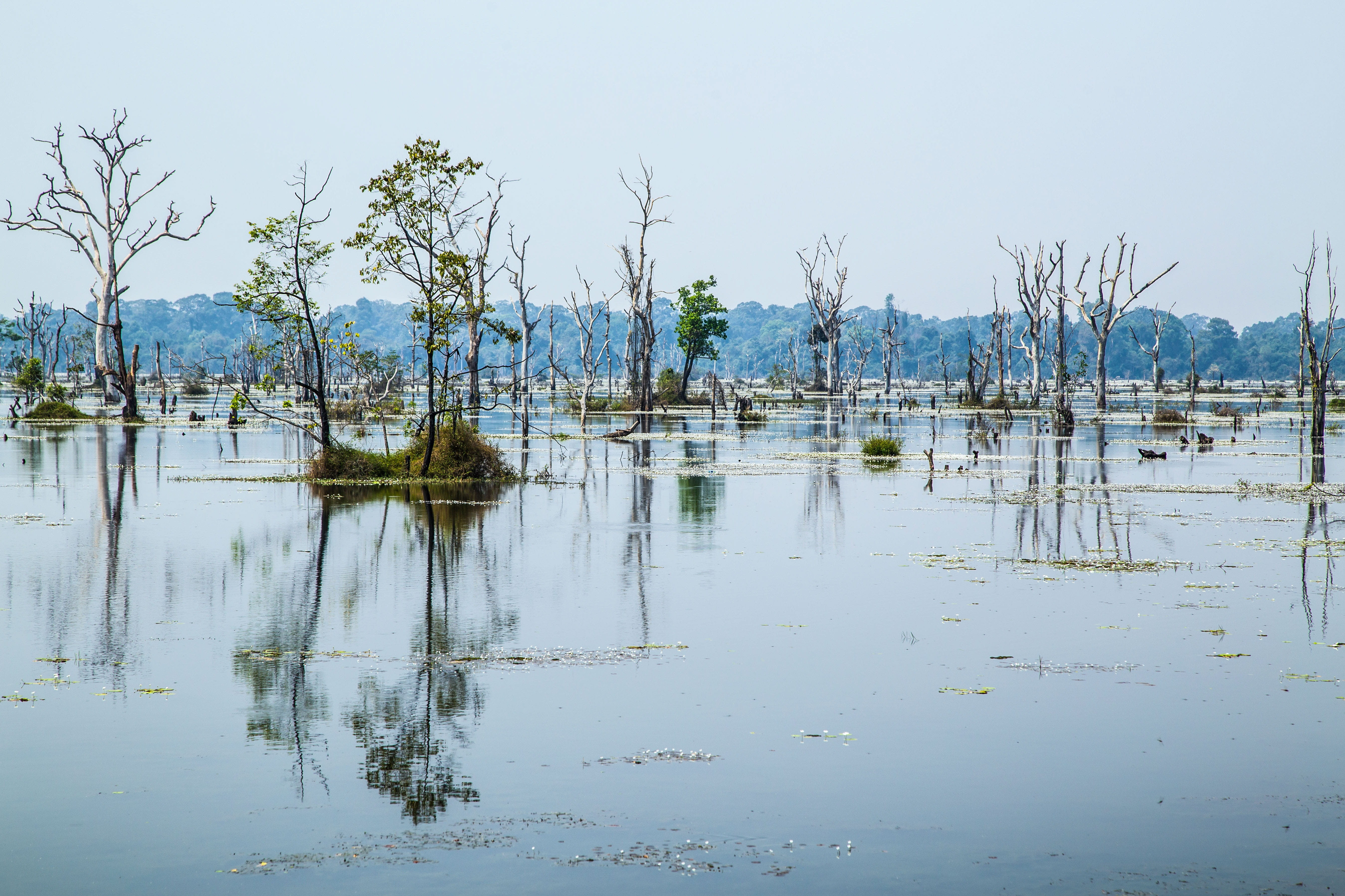 waters, reflection, nature, lake, river, tree, plant, tranquility