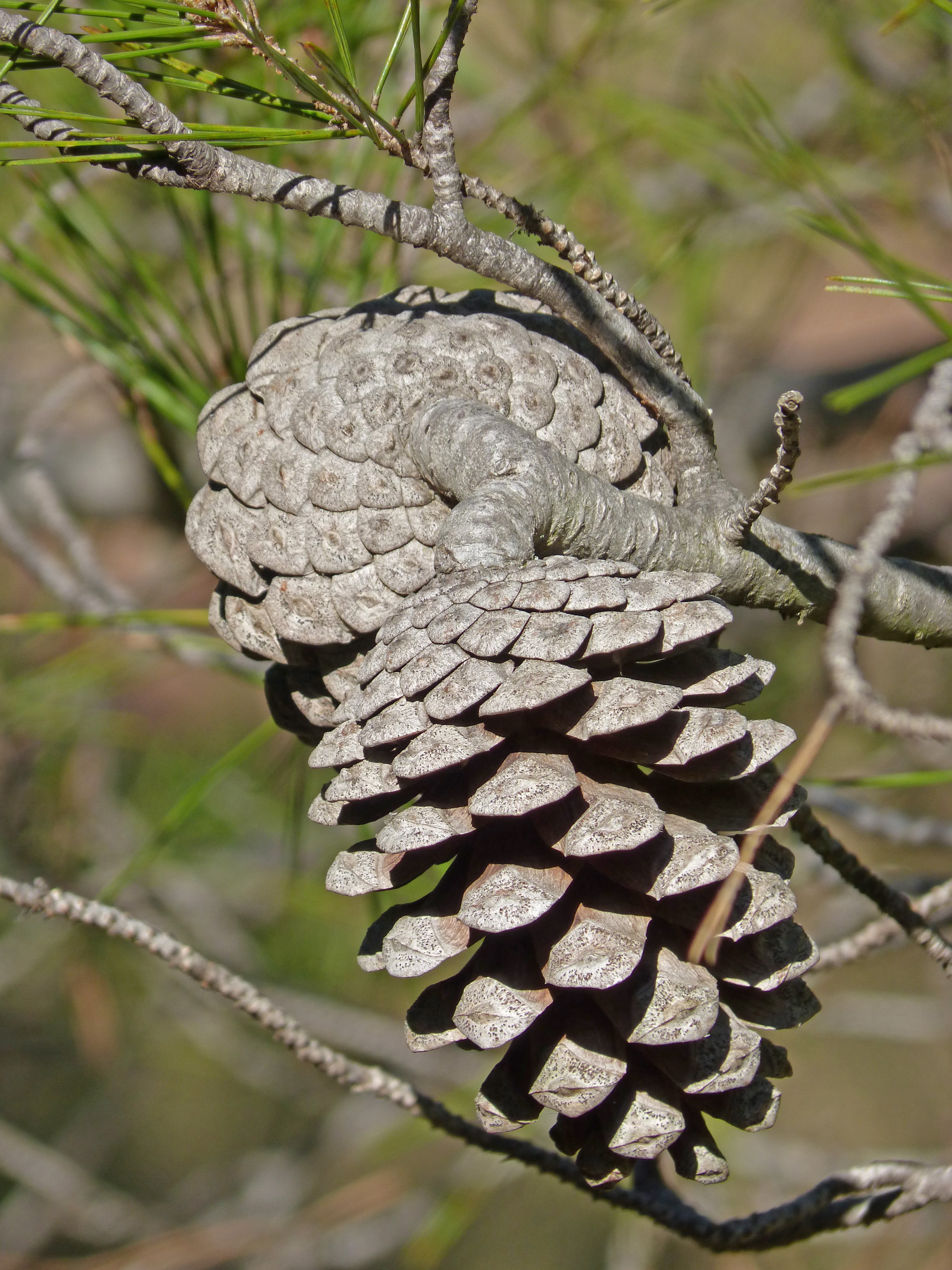 pine, tree, forest, pine tree, natural, evergreen, decrease