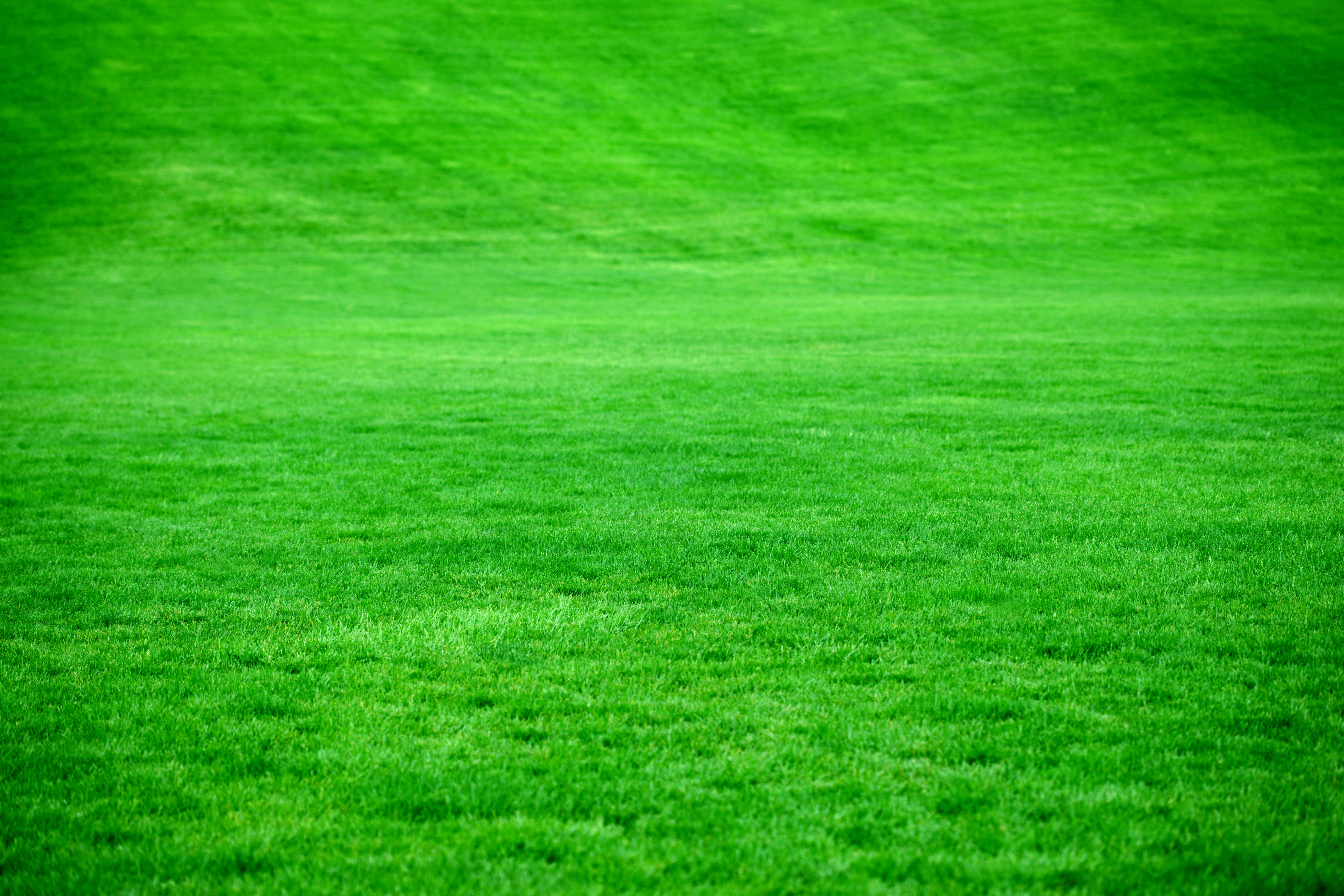 green grass field, green grass meadow, park, nature, outdoors