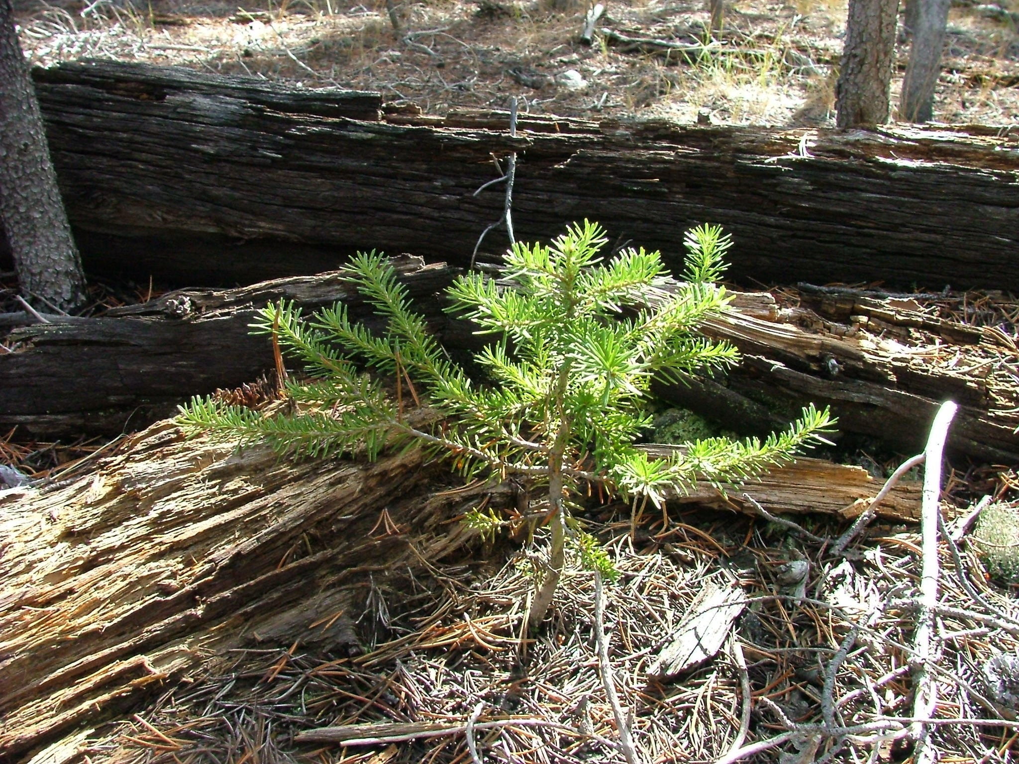 seedling, pine, tree, grow, green, forest, sapling, nature