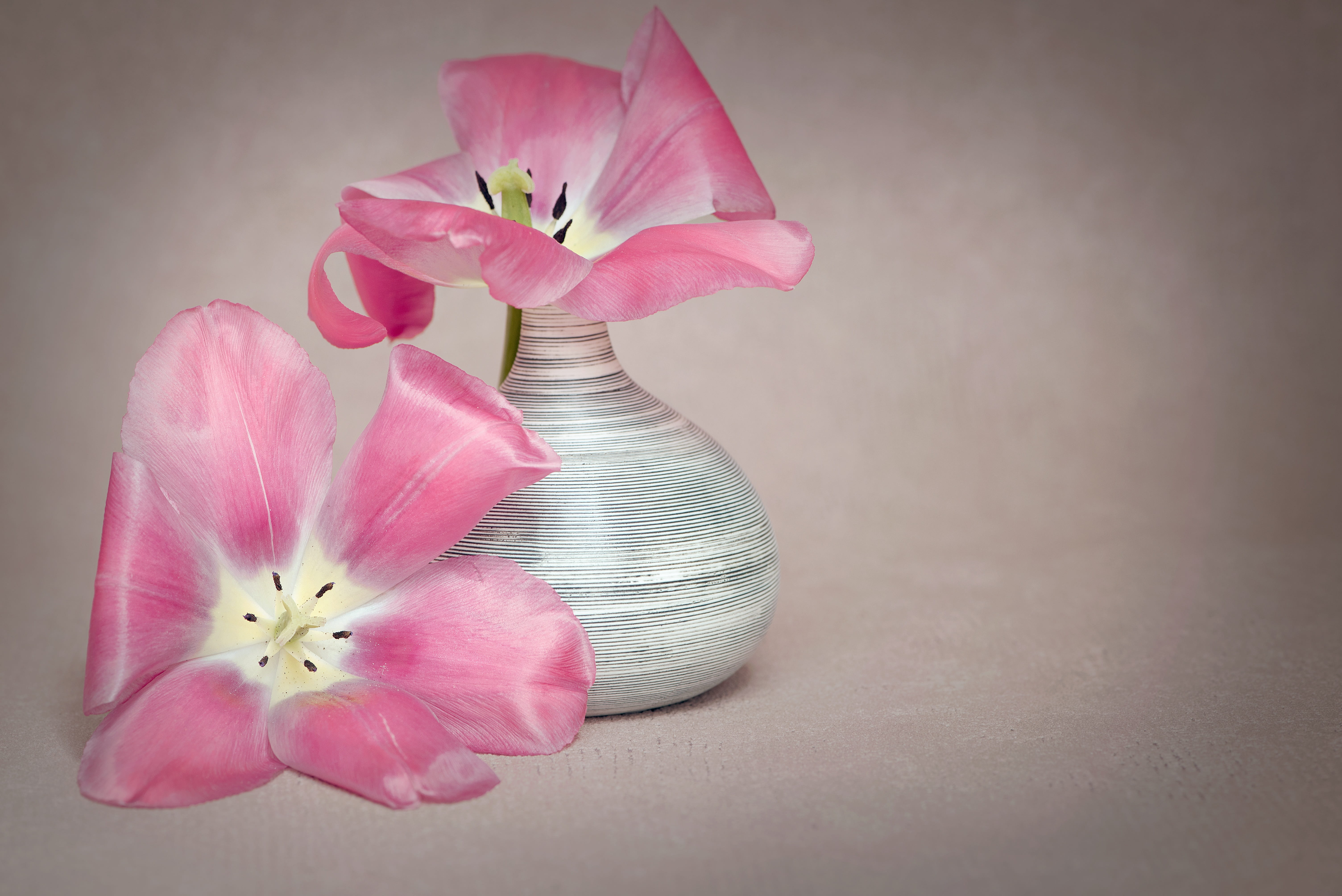 two pink petaled flowers, tulips, dusky pink, petals, stamp, vase