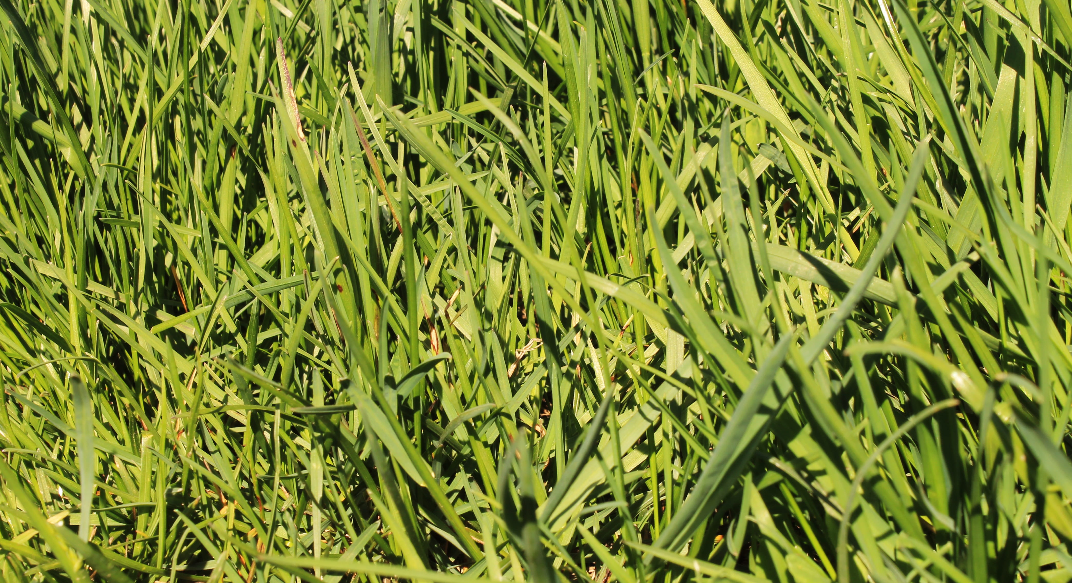 background, texture, pattern, grass, spring, green, summer