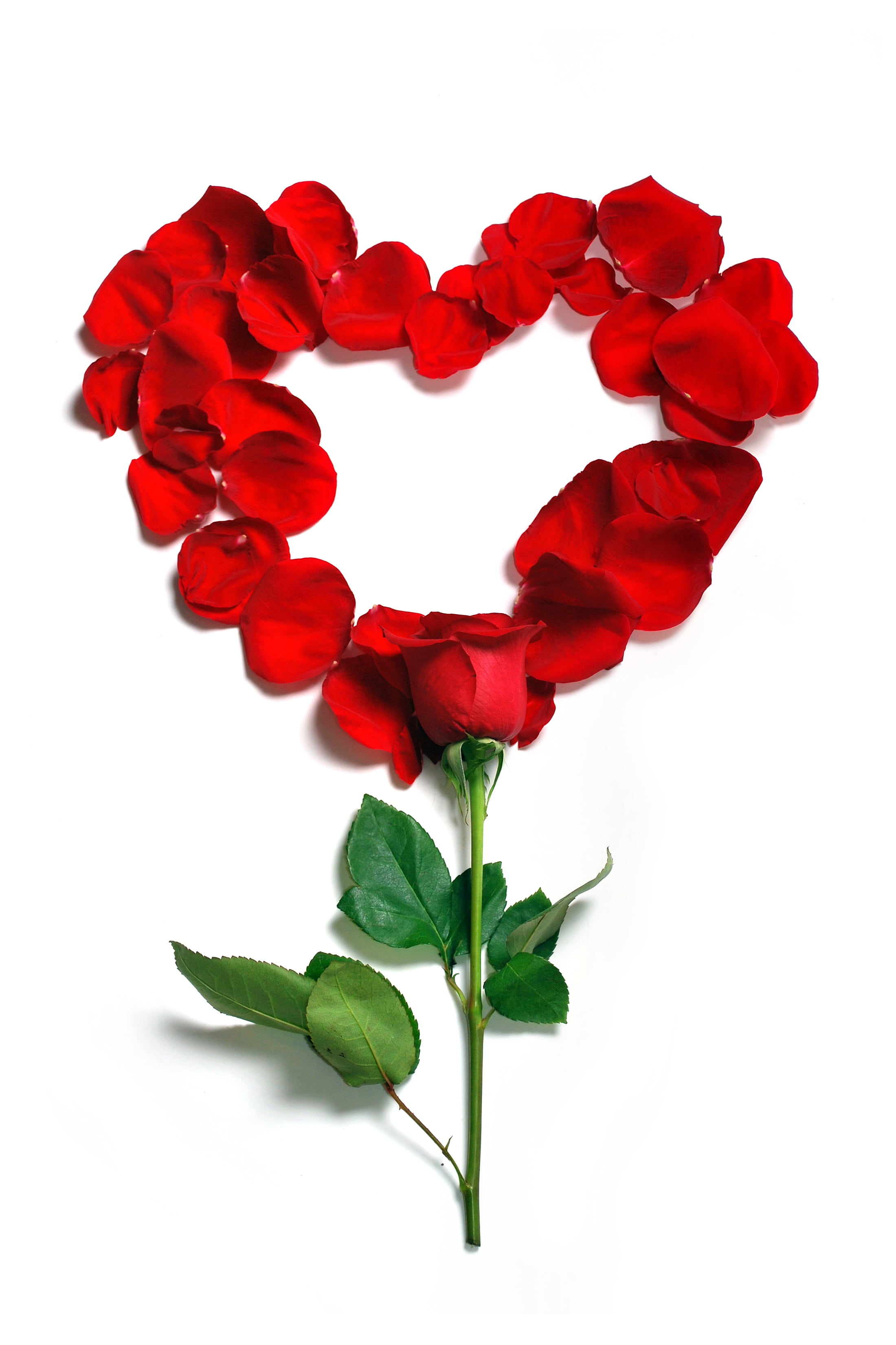 red rose heart shape decor, petals, floral, flowers, beautiful