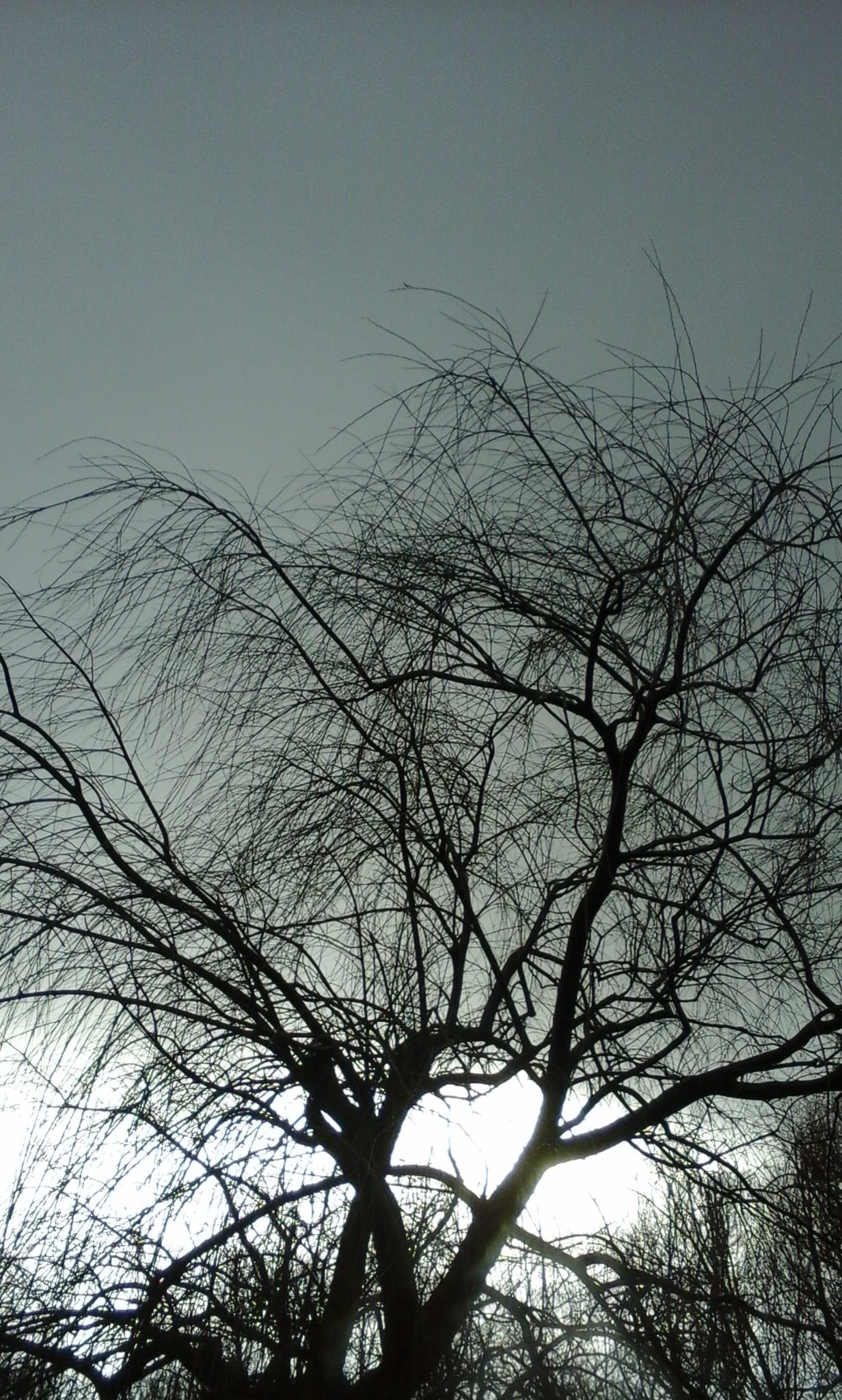 Tree, Light, Branches, Silhouette, sky, bare tree, outdoors