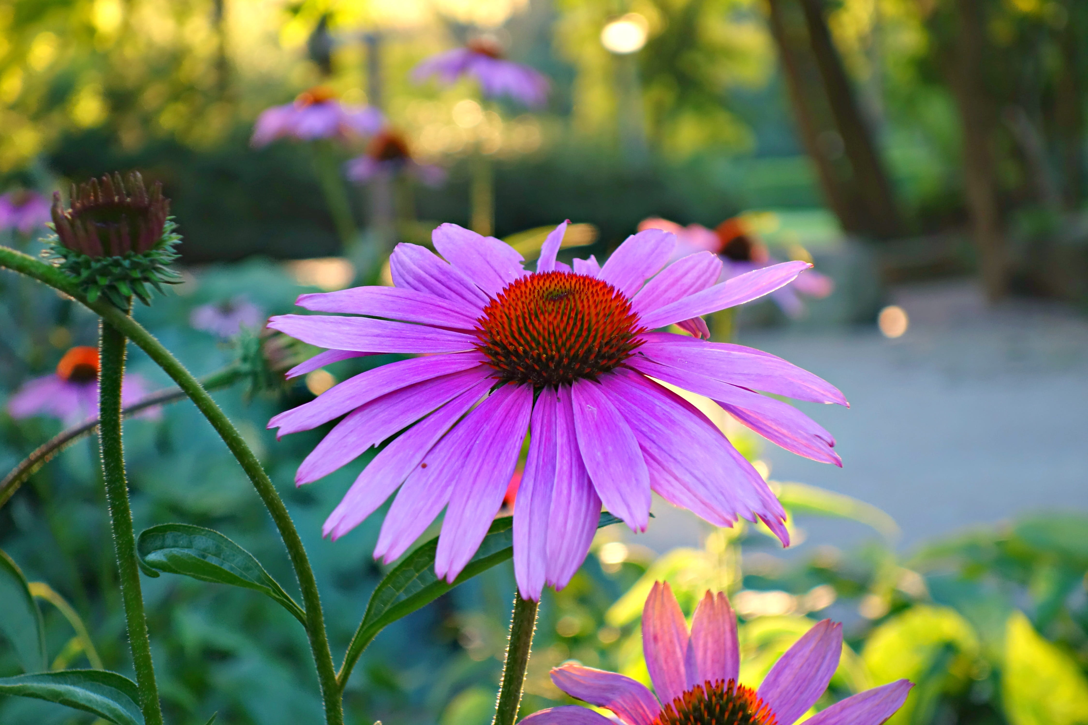 Free download HD wallpaper cone flower, purple cone flower, plant