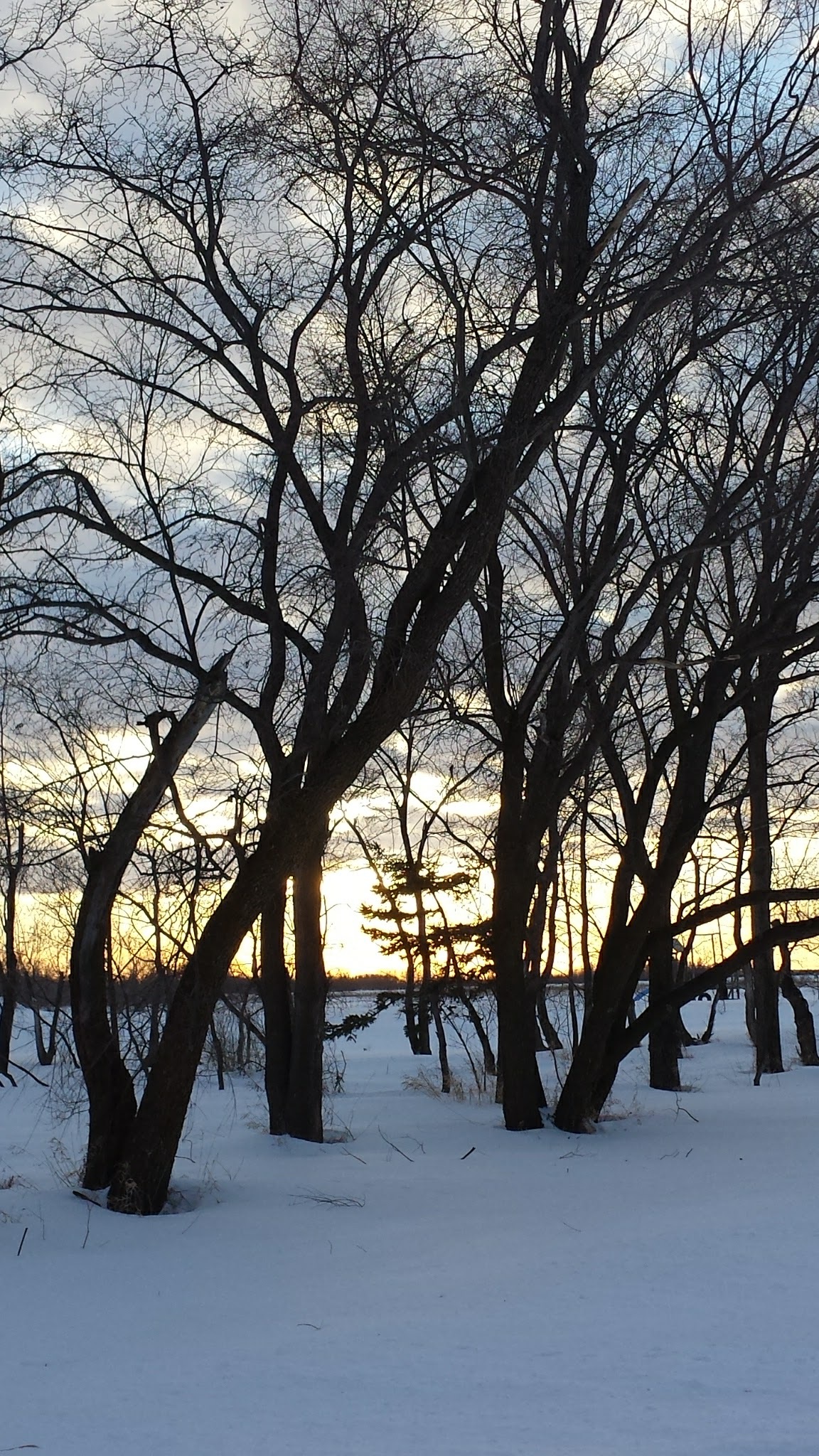 trees, sunset, light, winter, snow, bare tree, cold temperature