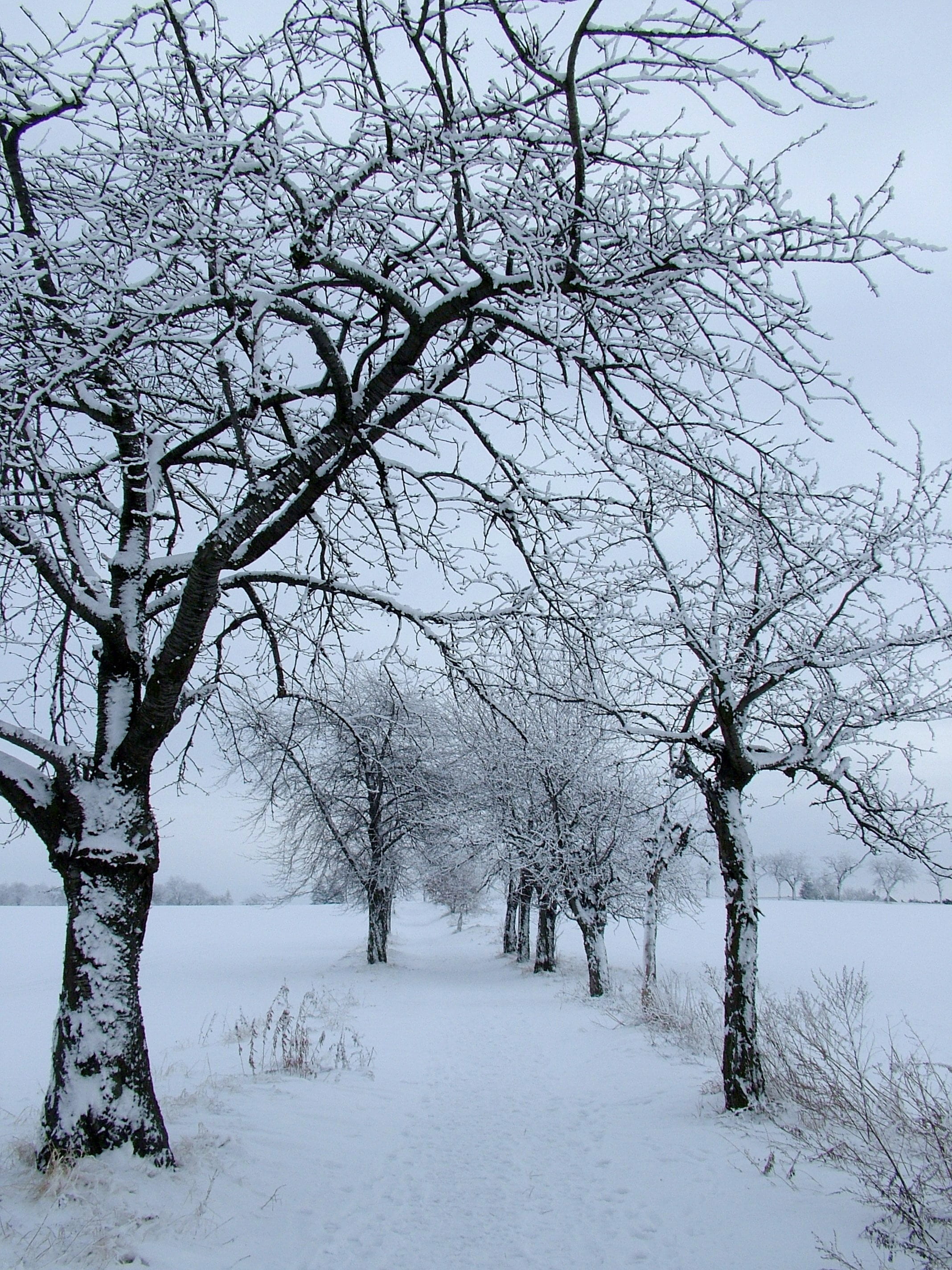 snow covered trees during winter, away, cold temperature, bare tree