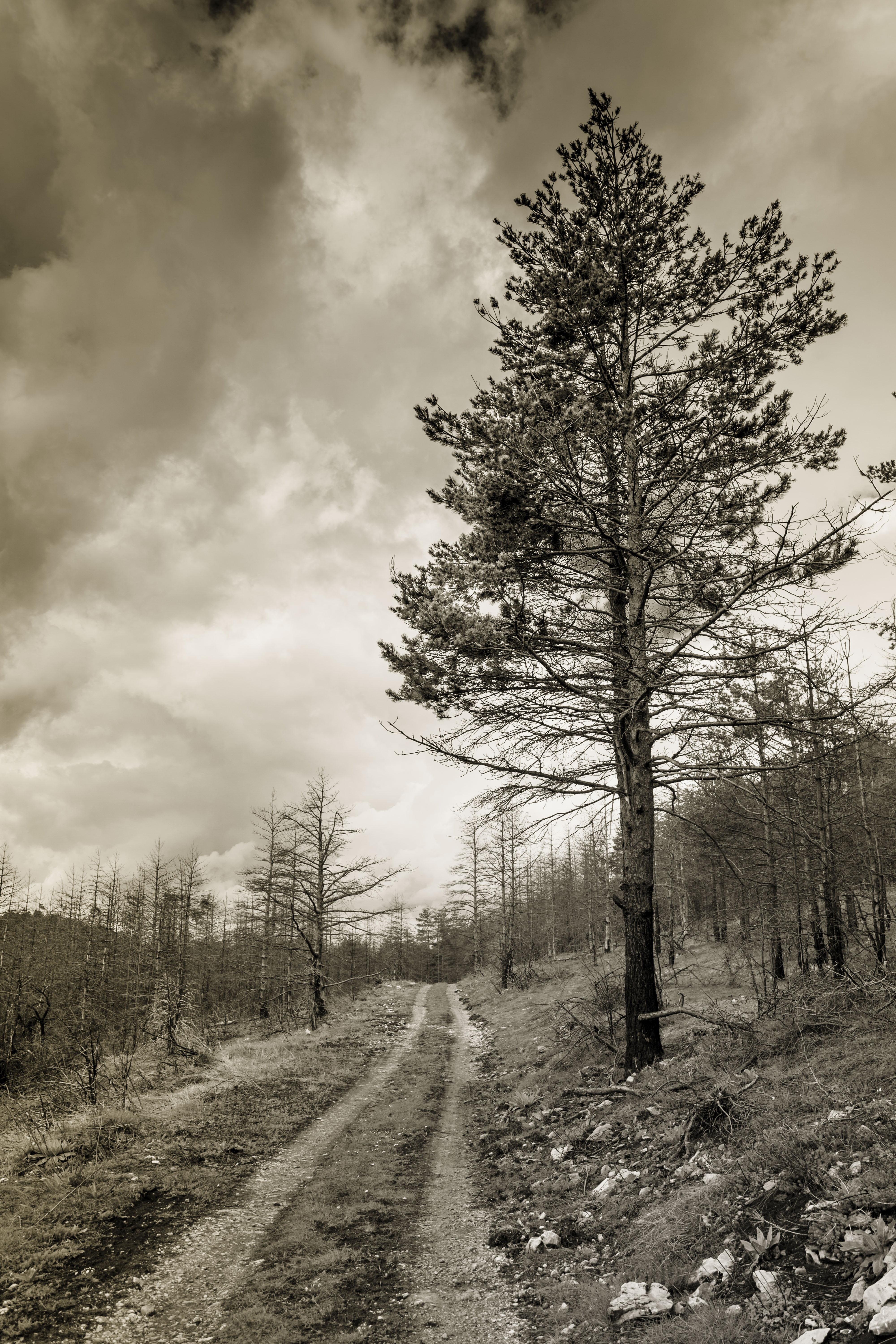 tree, outdoor, forest, landscape, cold, nature, sky, clouds