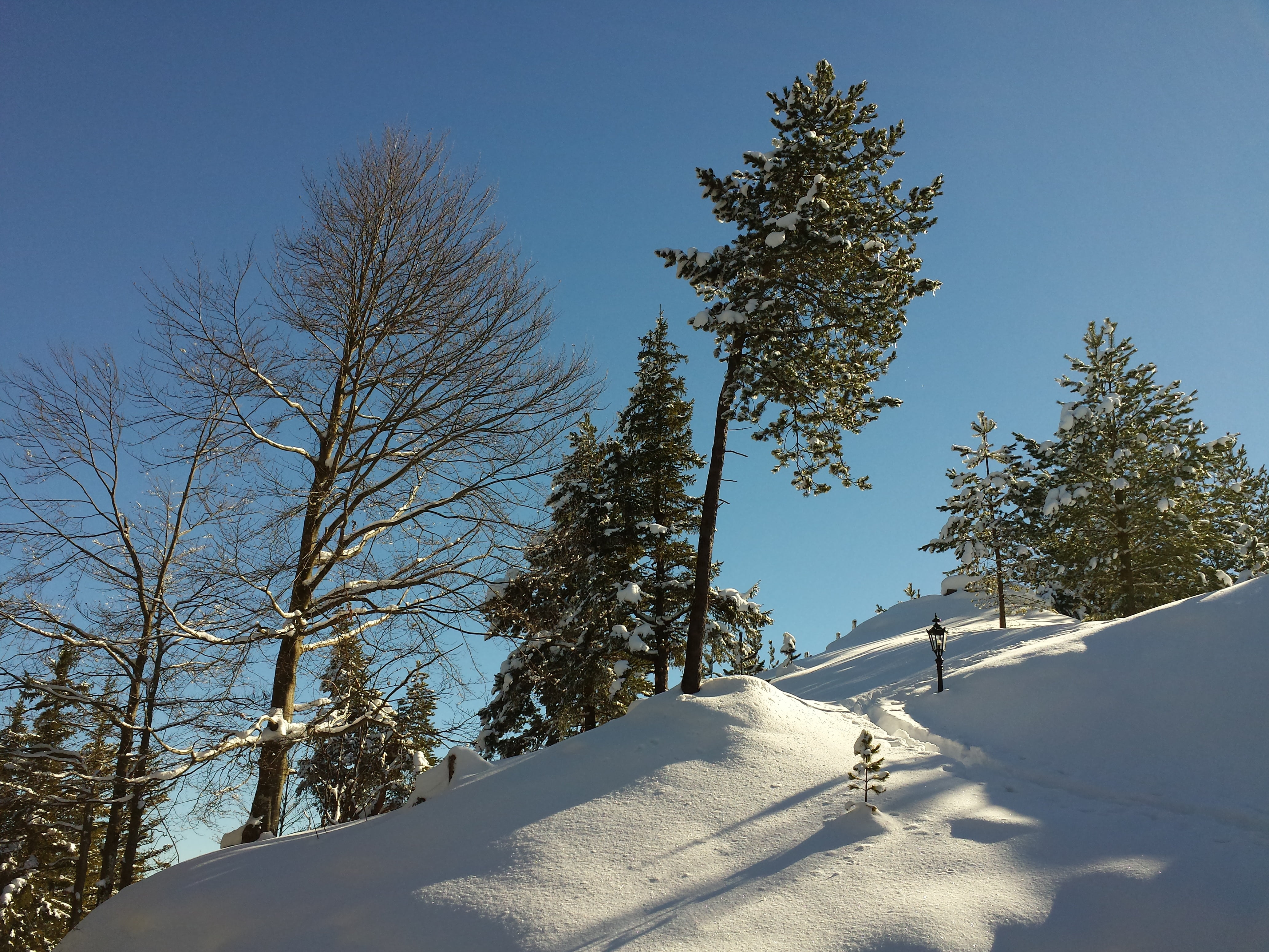 landscape, winter, wintry, snow, winter cold, germany, tree