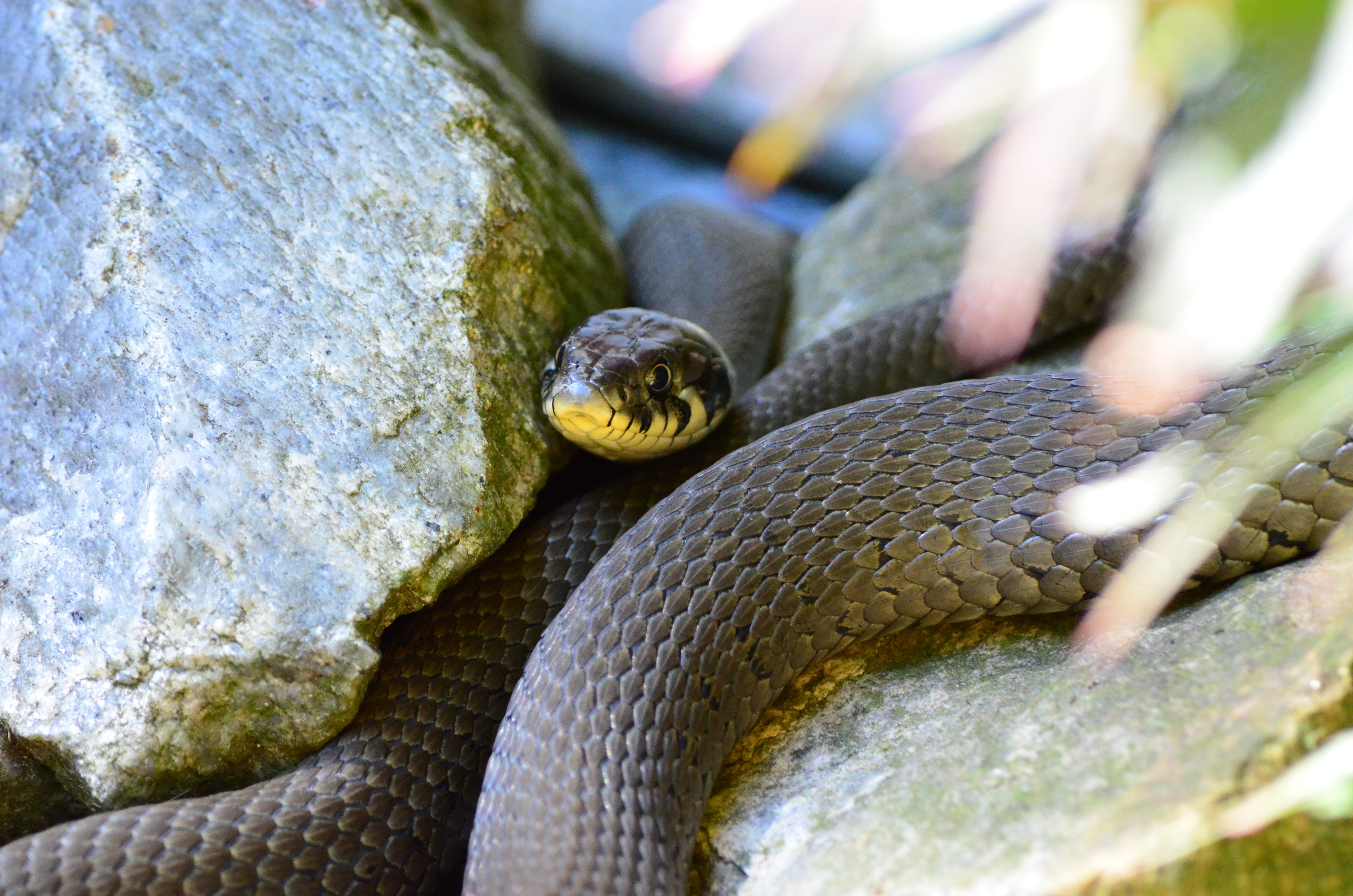 closeup photo of black mamba snake, grass snake, reptile, natter