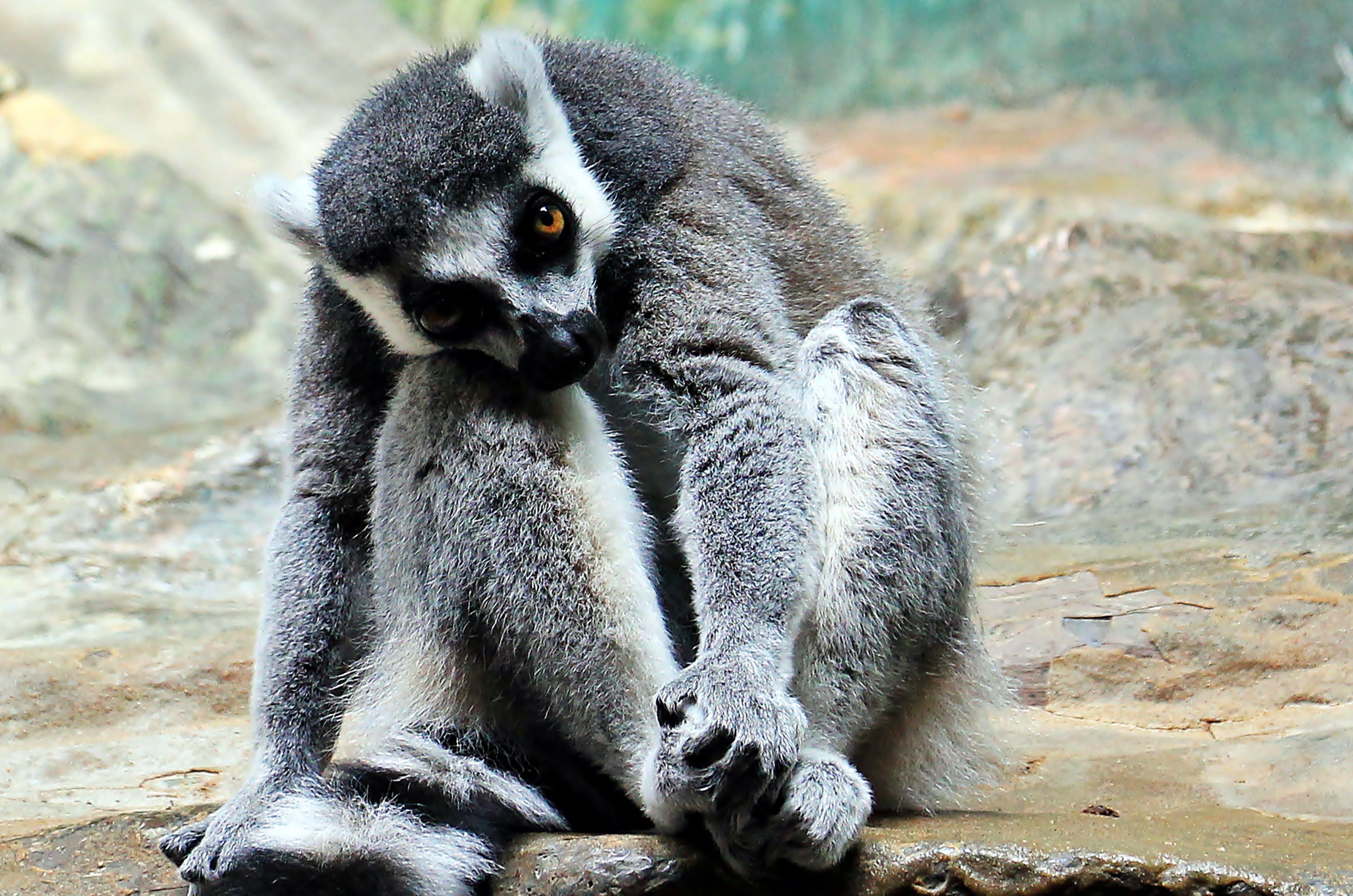 grey primate sitting on rock, monkey, zoo, animal world, thoughtful