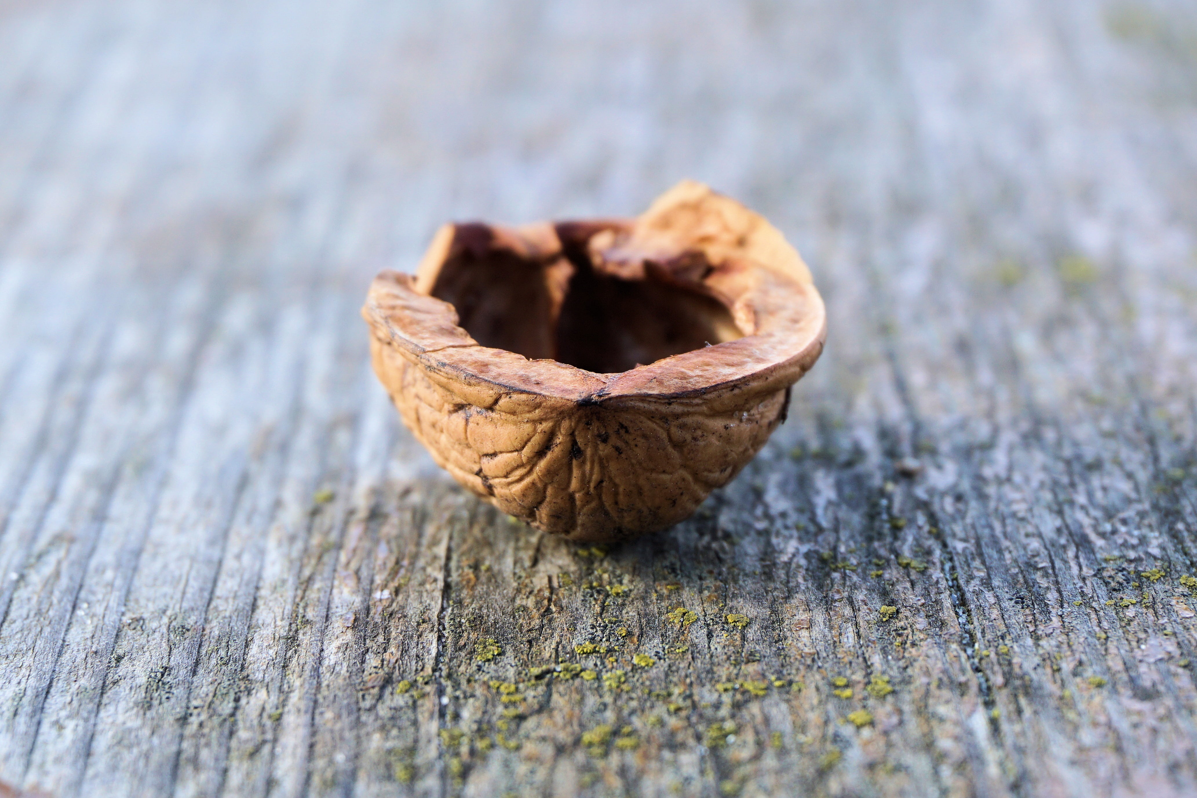 nut, nutshell, walnut, nature, brown, open, empty, close-up