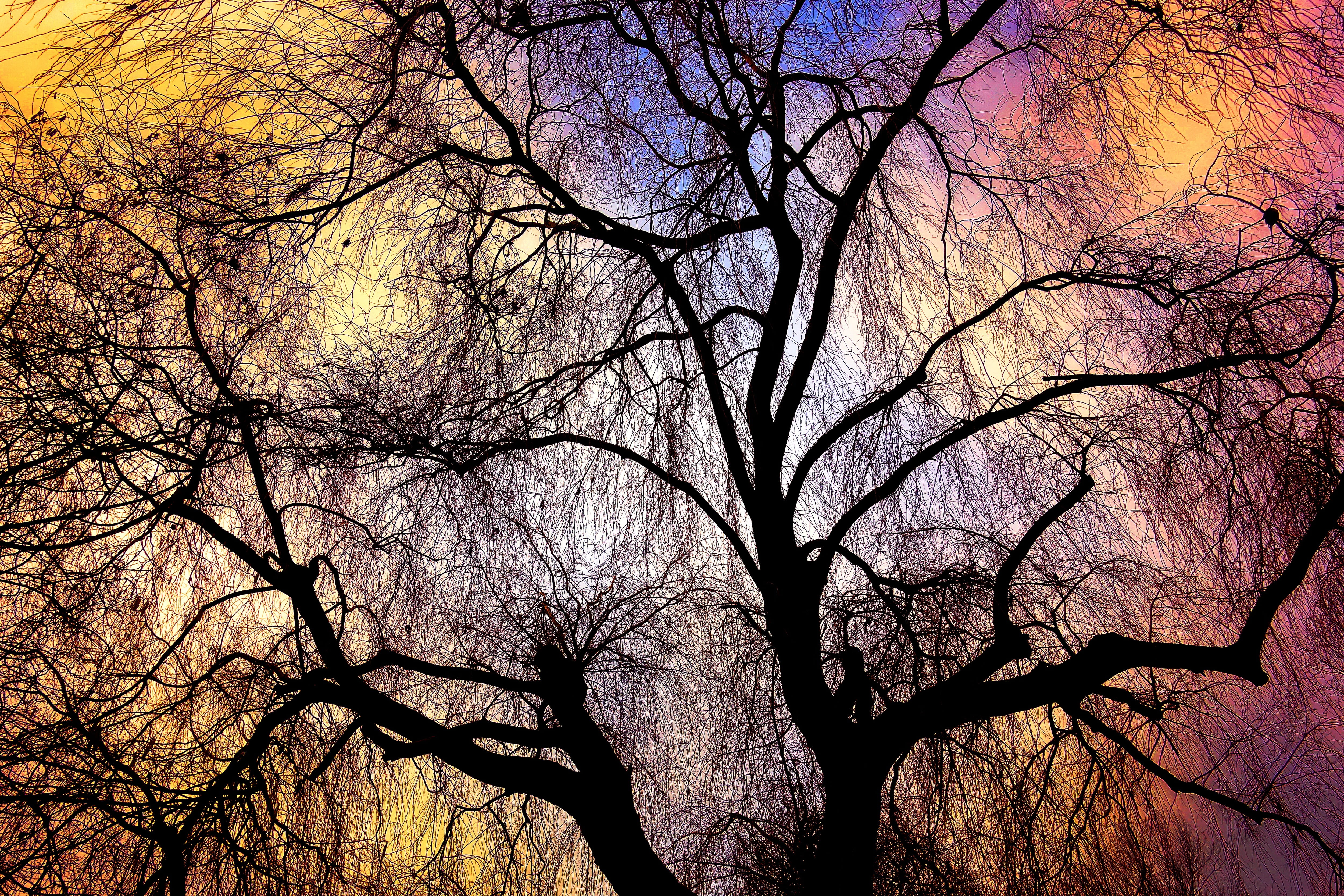 weeping willow, tree, branch, bare tree, bare branch, nature