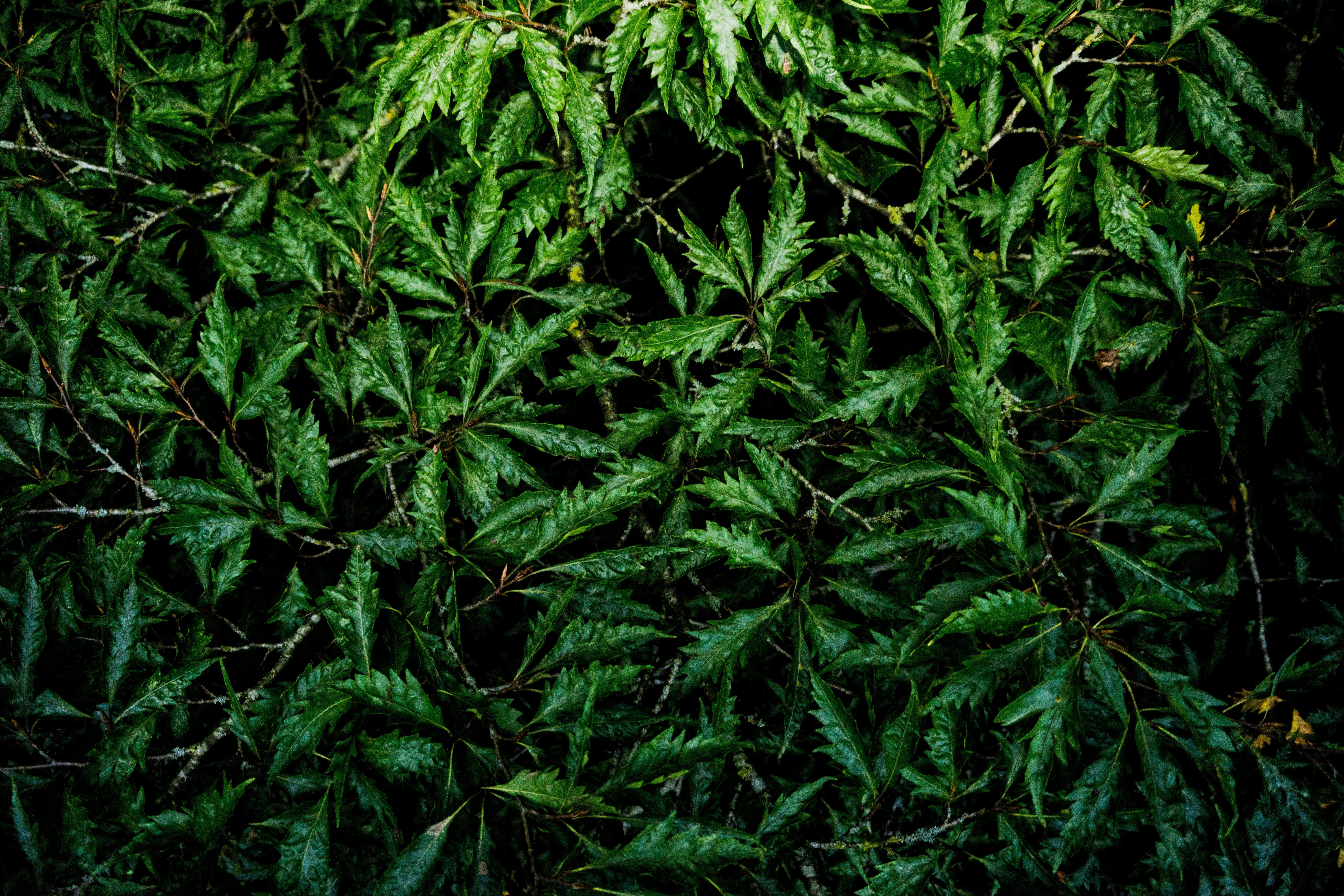 Texture, Pattern, Background, green, leaves, nature, tree, creativity