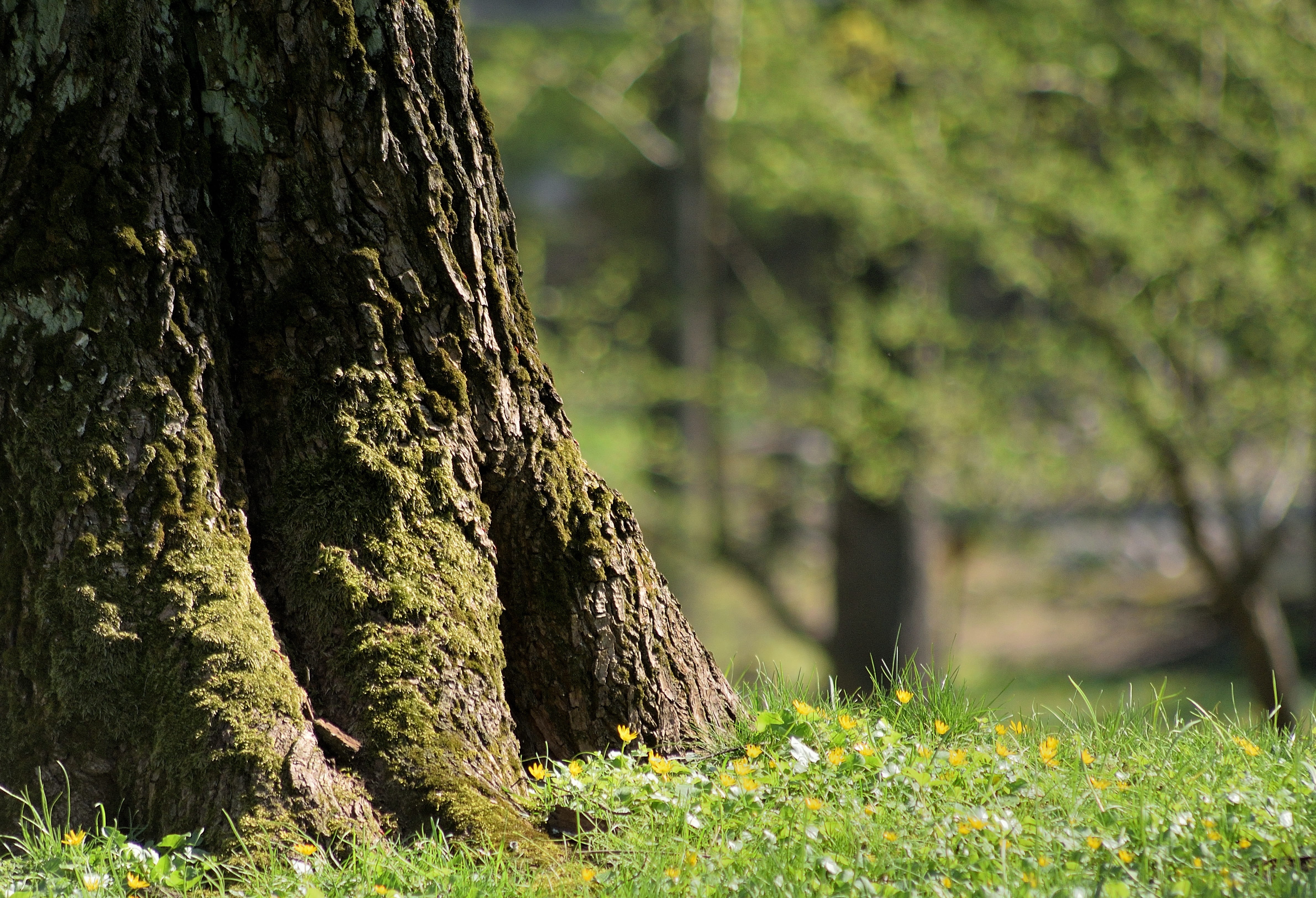 tree, spring, nature, plant, trunk, tree trunk, growth, grass