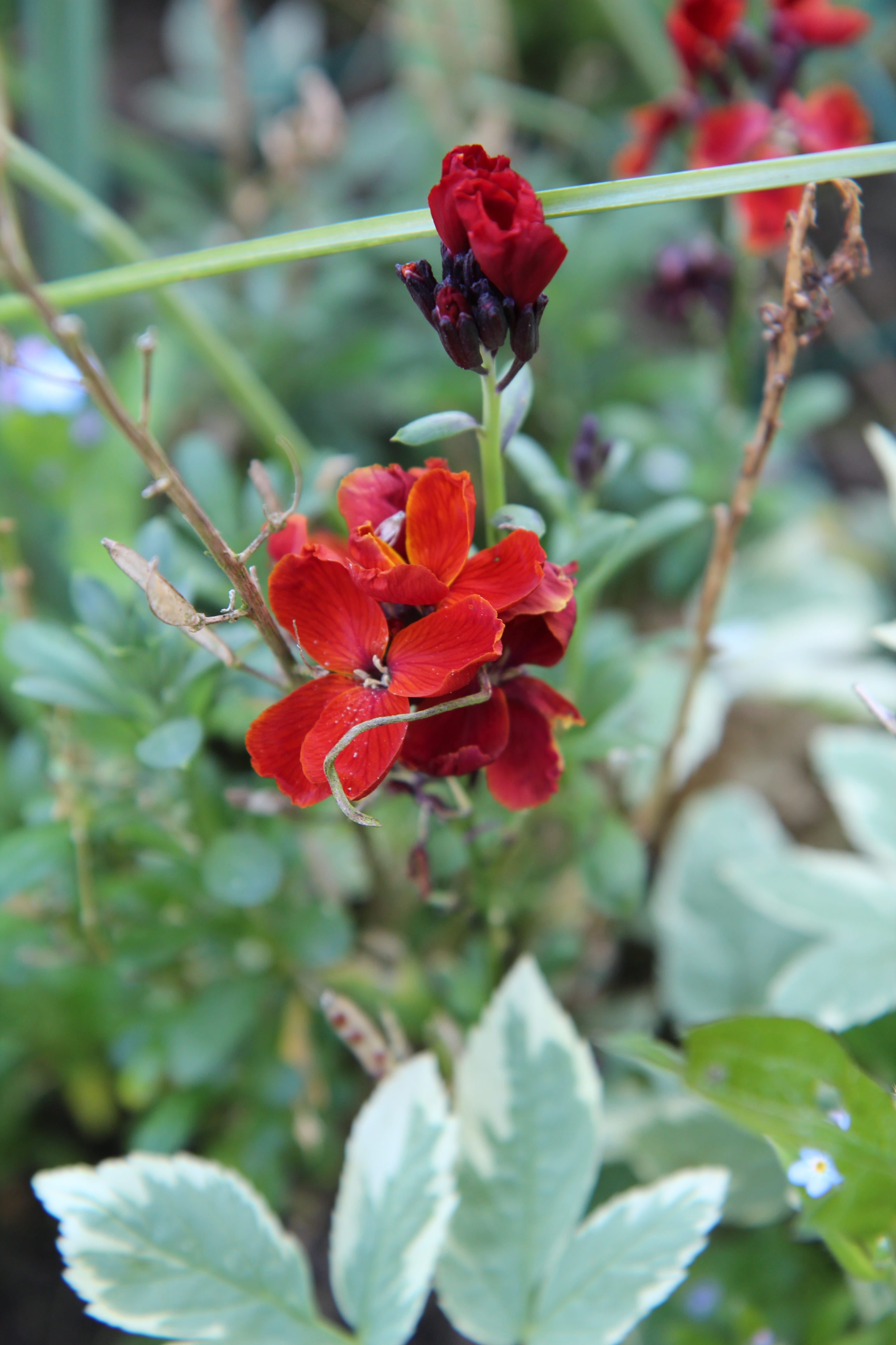 Free download | HD wallpaper: wallflower red, flowering, flowering