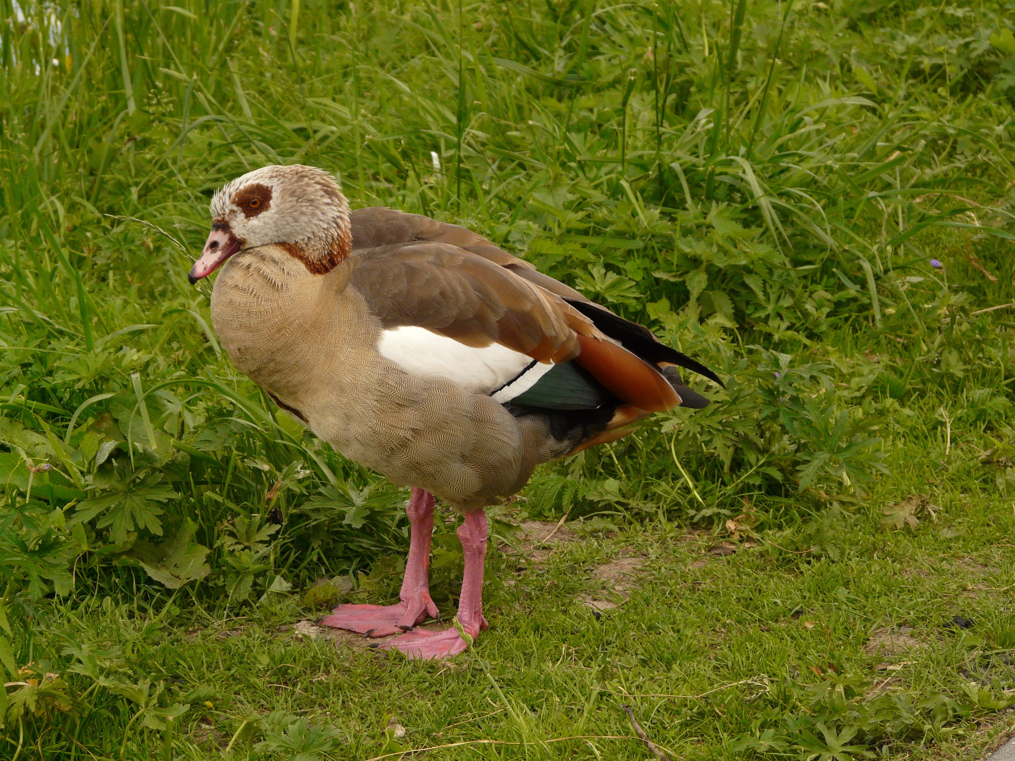 Goose, Alopochen Aegyptiacus, nilgans, half goose, water bird