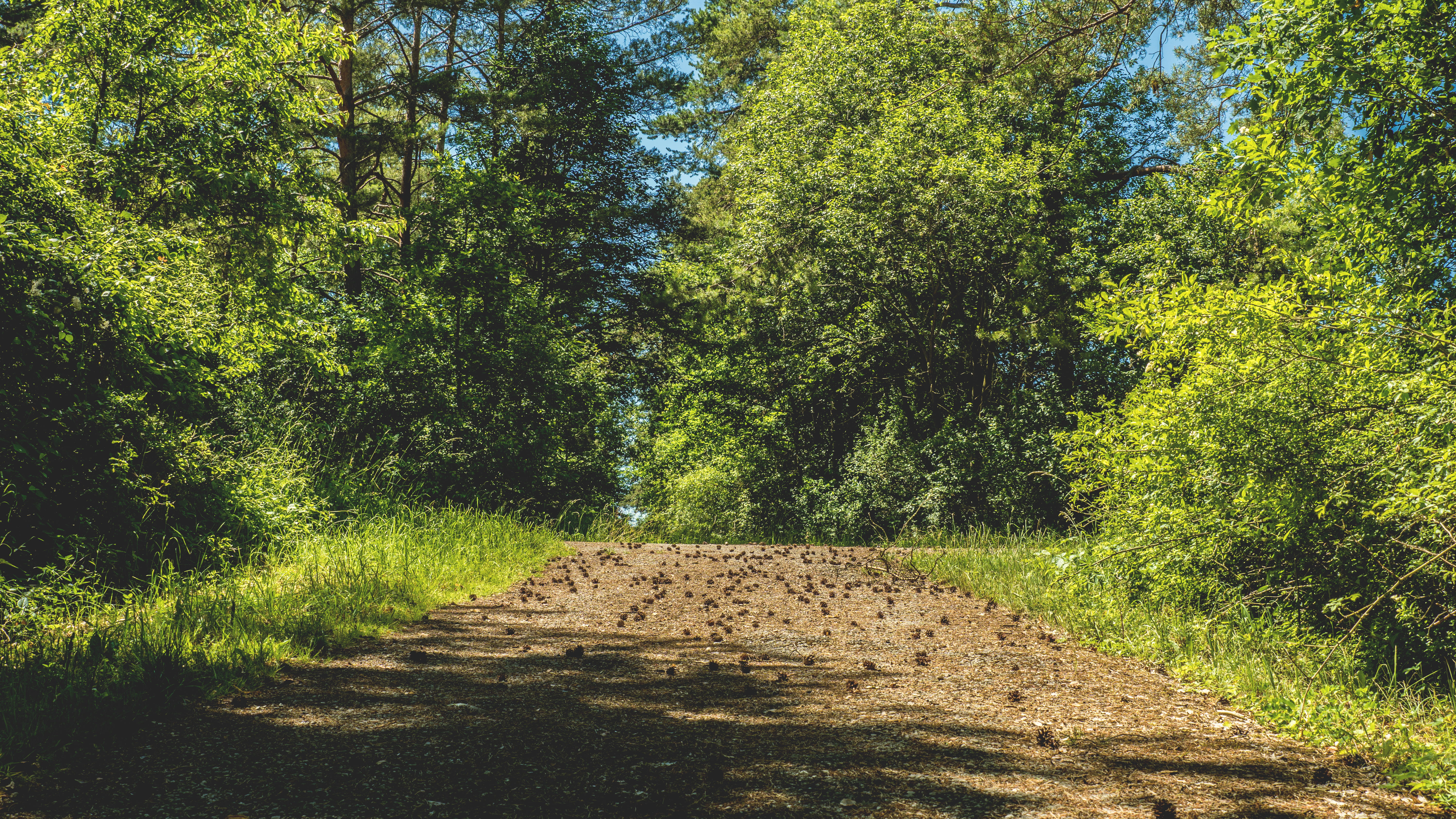 nature, forest, trees, grass, environment, idyllic, park, pathway