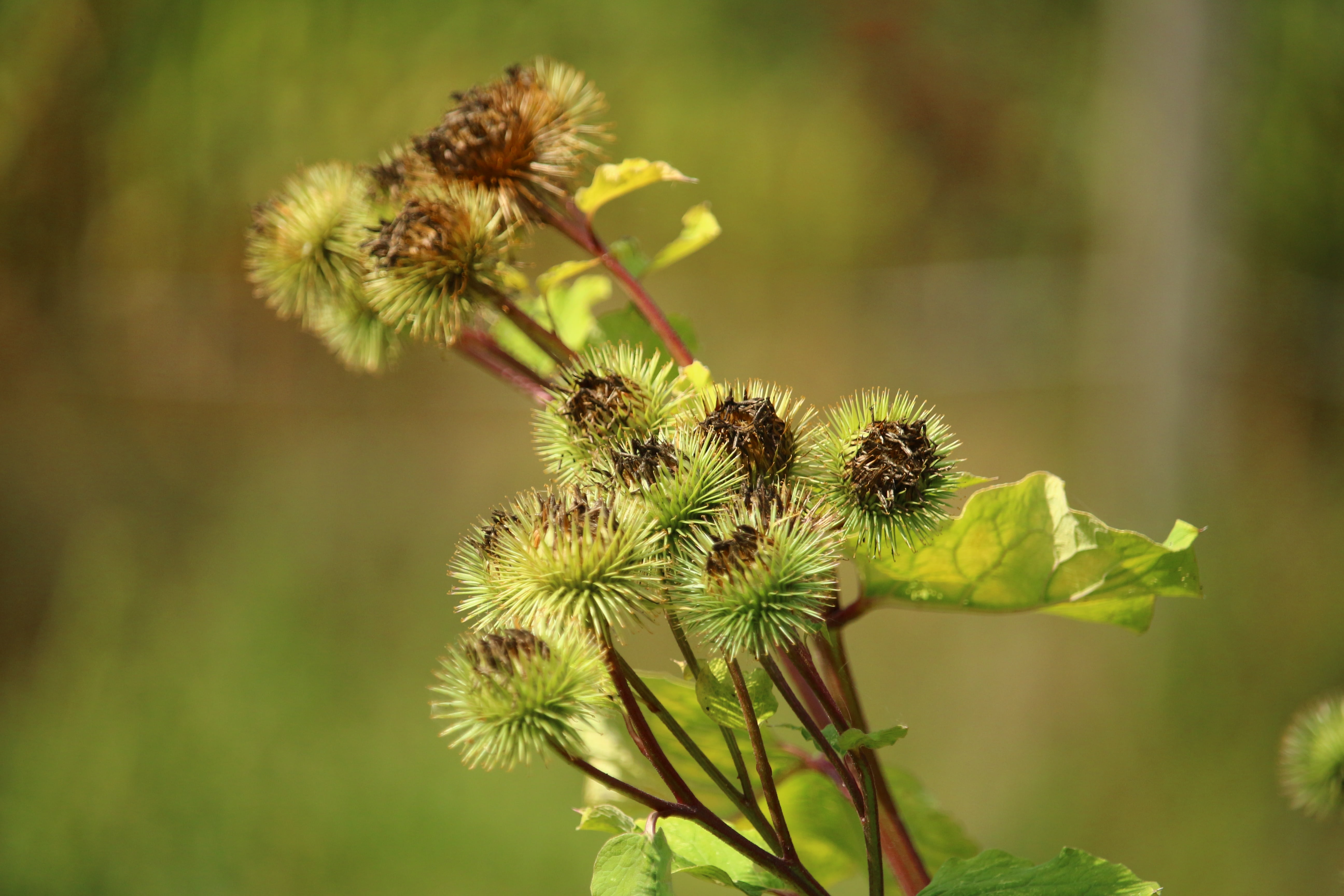 burdock, great burdock, bush, plant, seeds, slug burdock, medicinal plant