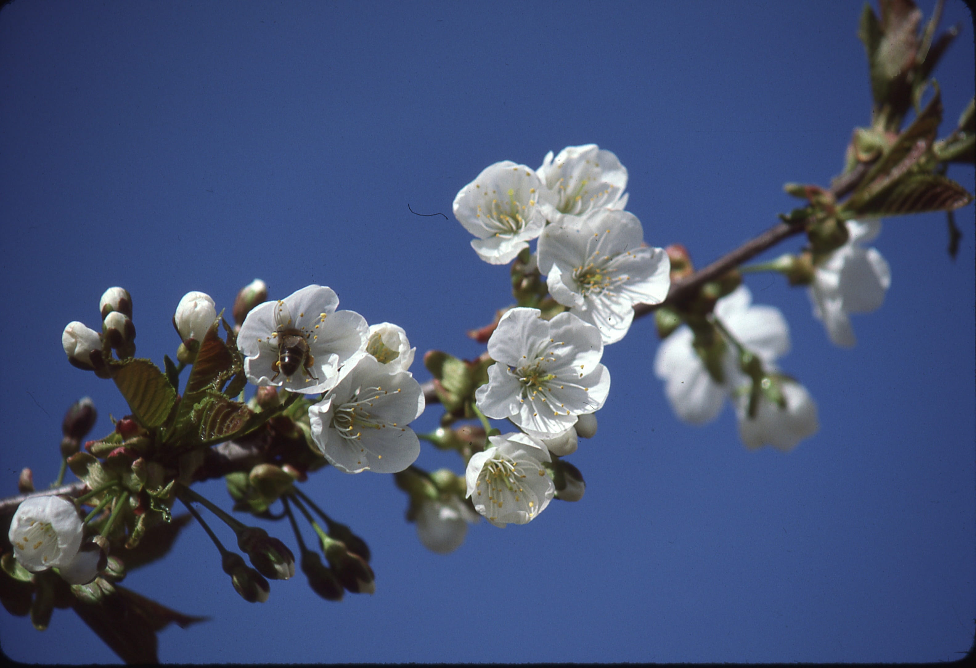 tree, cherries, spring, blossom, bloom, fruit tree, cherry blossom