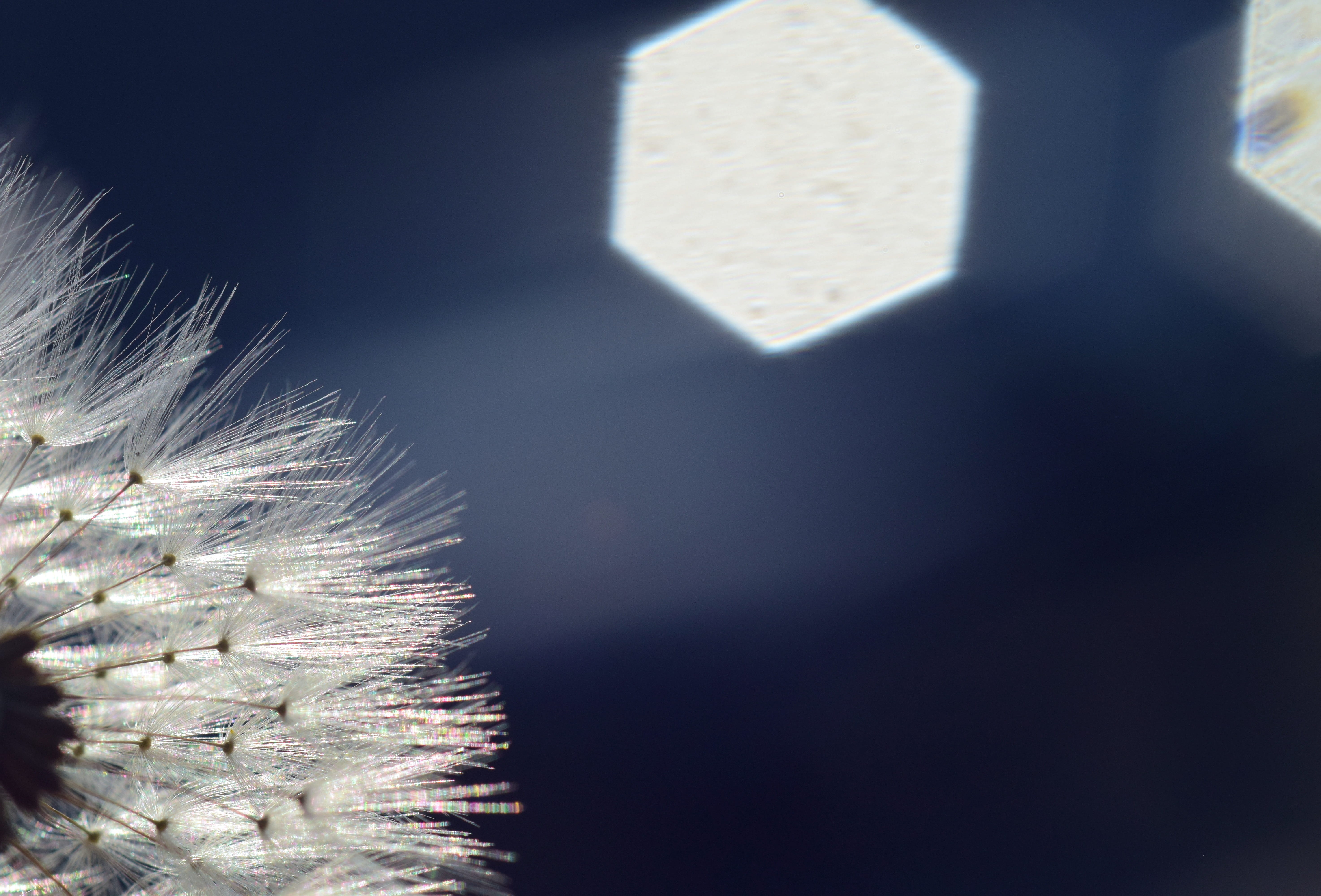 dandelion, backlighting, rays, sunlight, hell, close up, macro