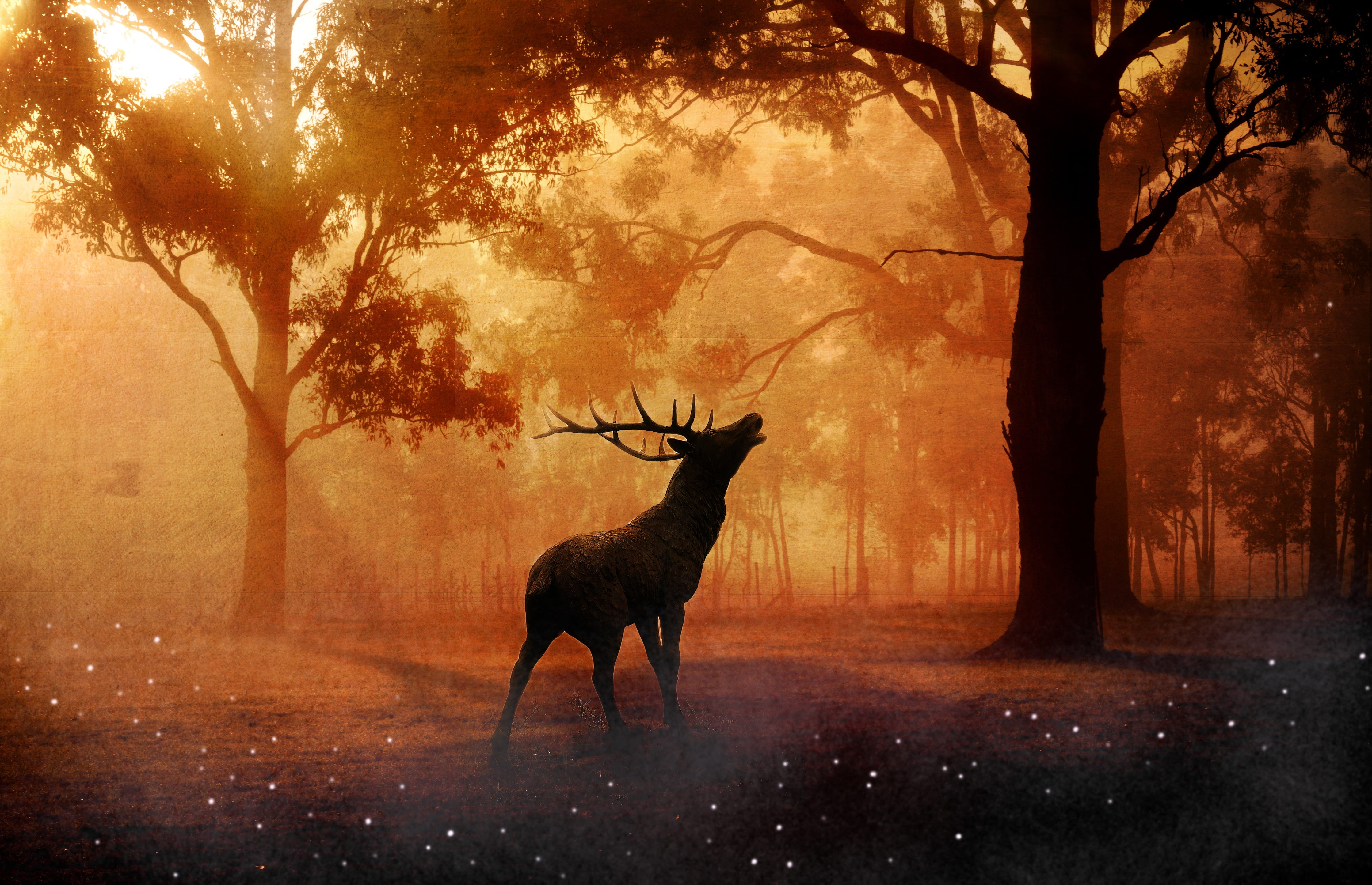 silhouette of deer in forest, hirsch, wild, meadow, lighting